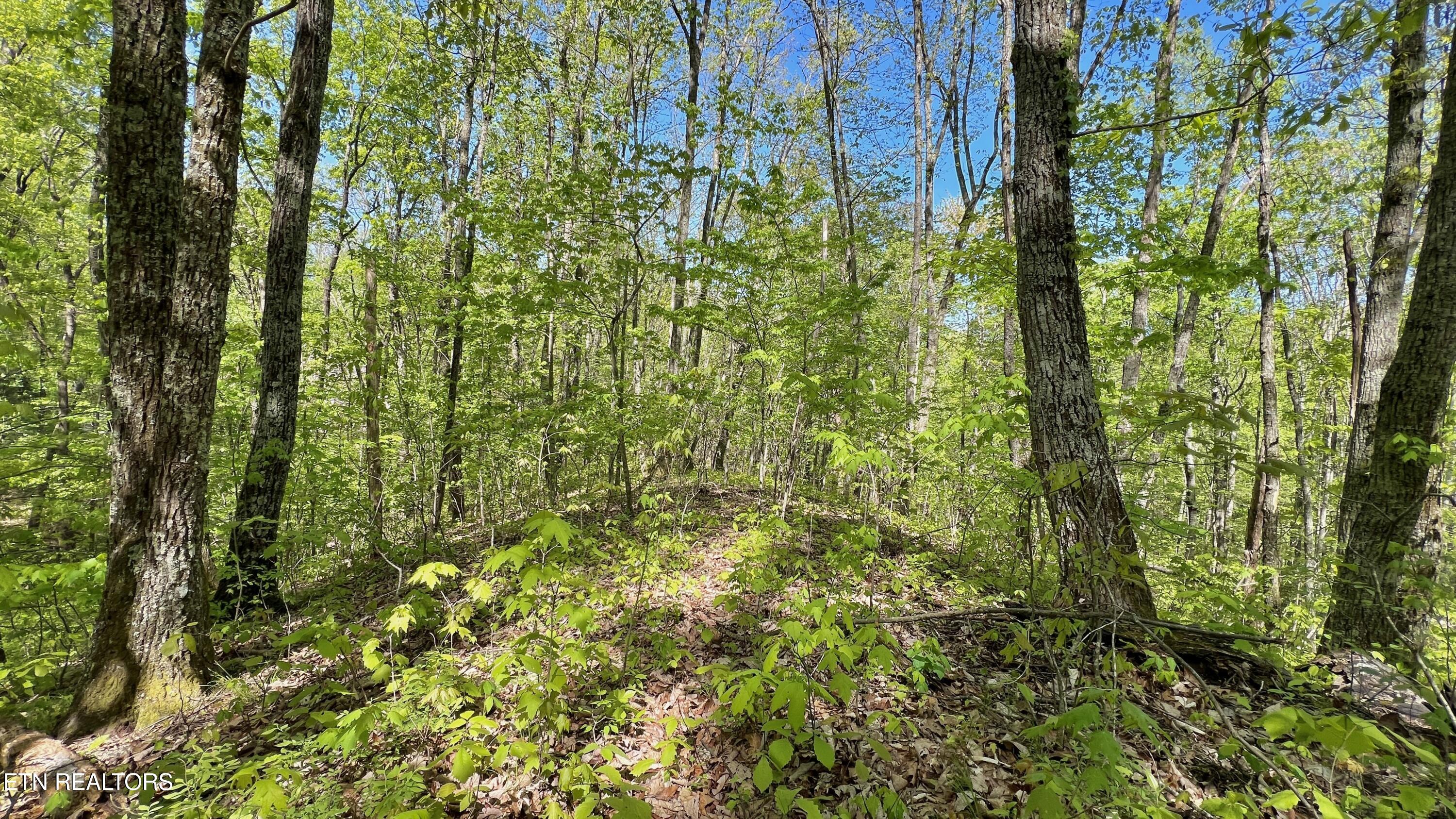981 Critter Valley Way Newport TN 37821