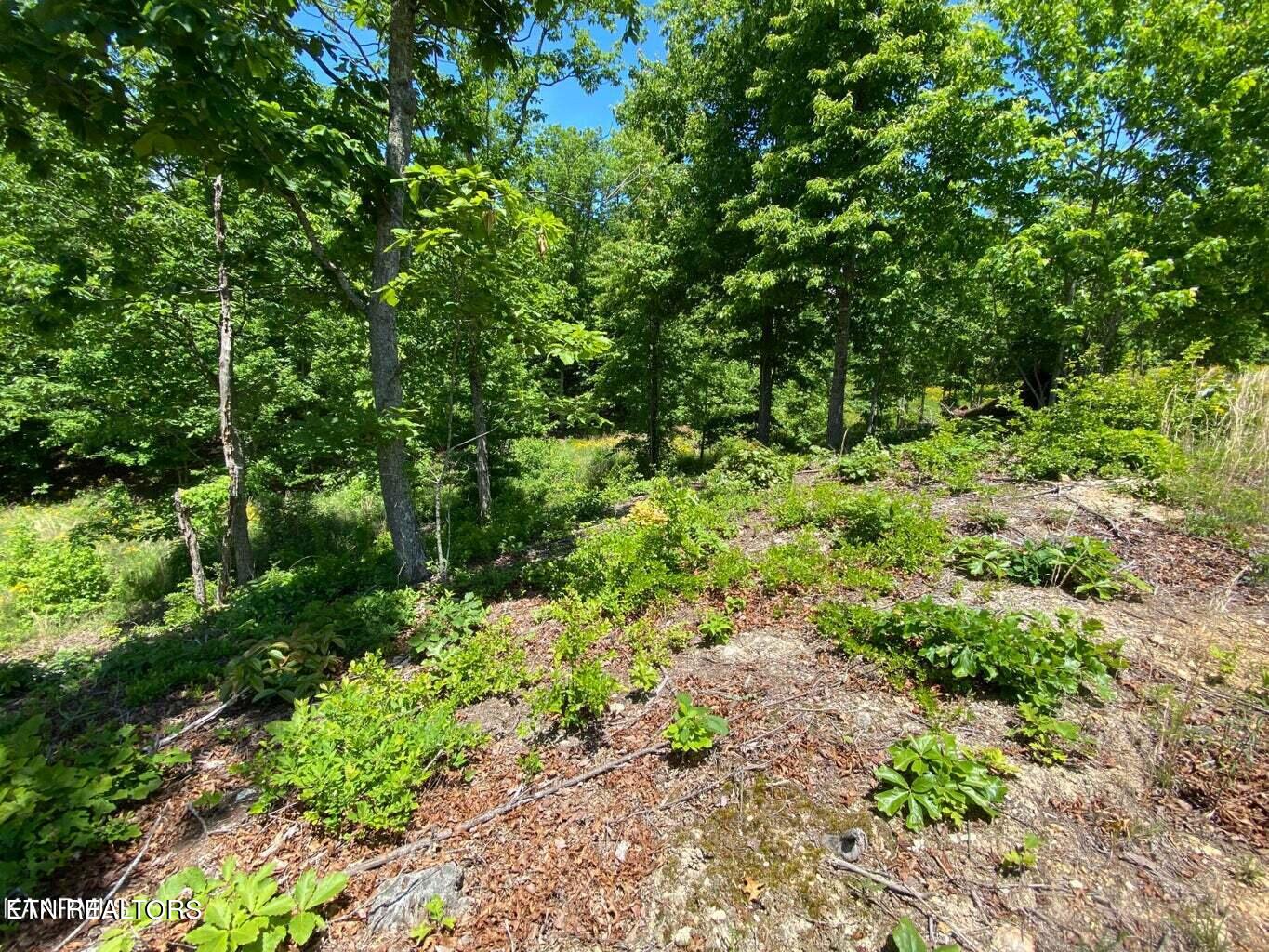 Water View Drive Rockwood TN 37854