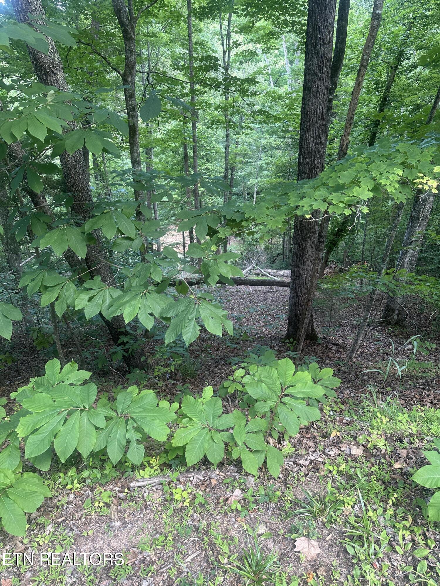 Hiwassee View - Lot 56 Drive Jacksboro TN 37757