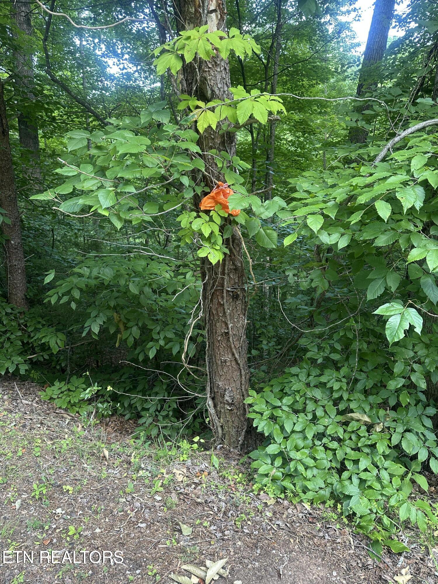 Hiwassee View - Lot 56 Drive Jacksboro TN 37757
