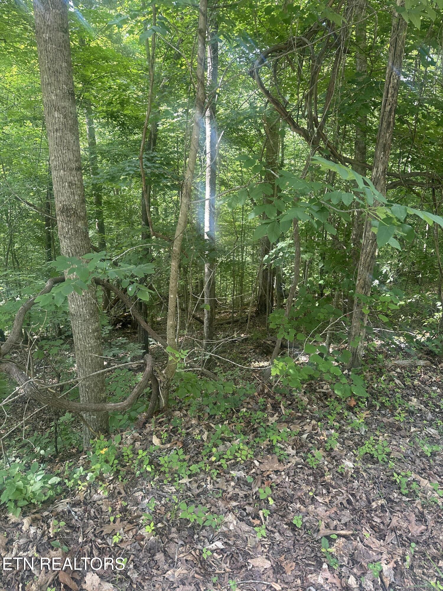 Hiwassee View - Lot 56 Drive Jacksboro TN 37757