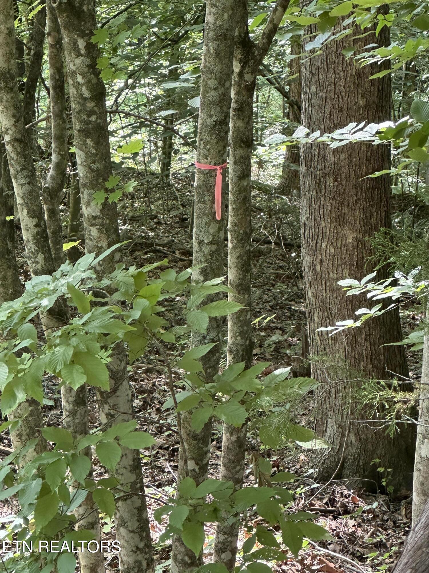 Hiwassee View - Lot 56 Drive Jacksboro TN 37757