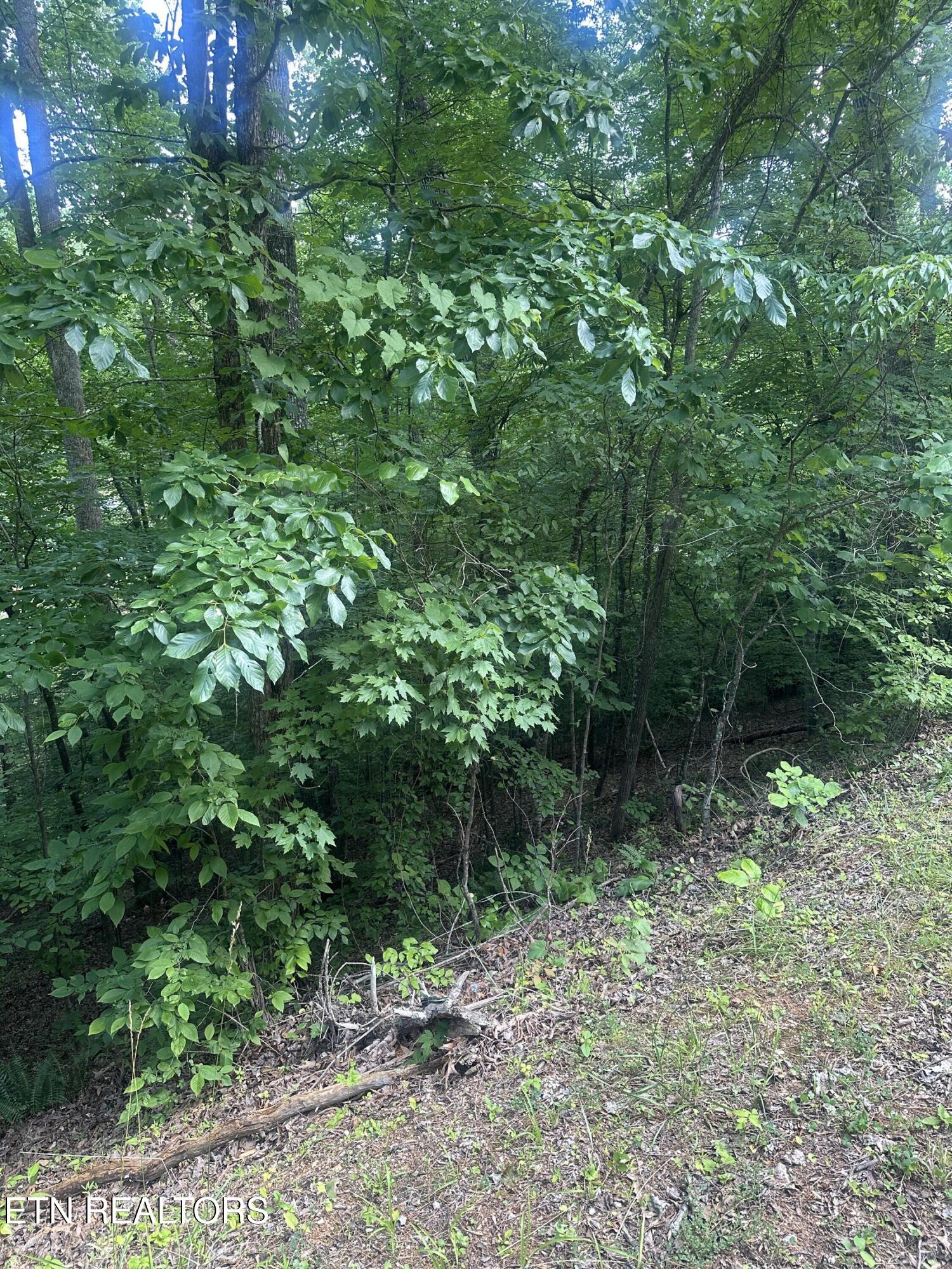 Hiwassee View - Lot 56 Drive Jacksboro TN 37757