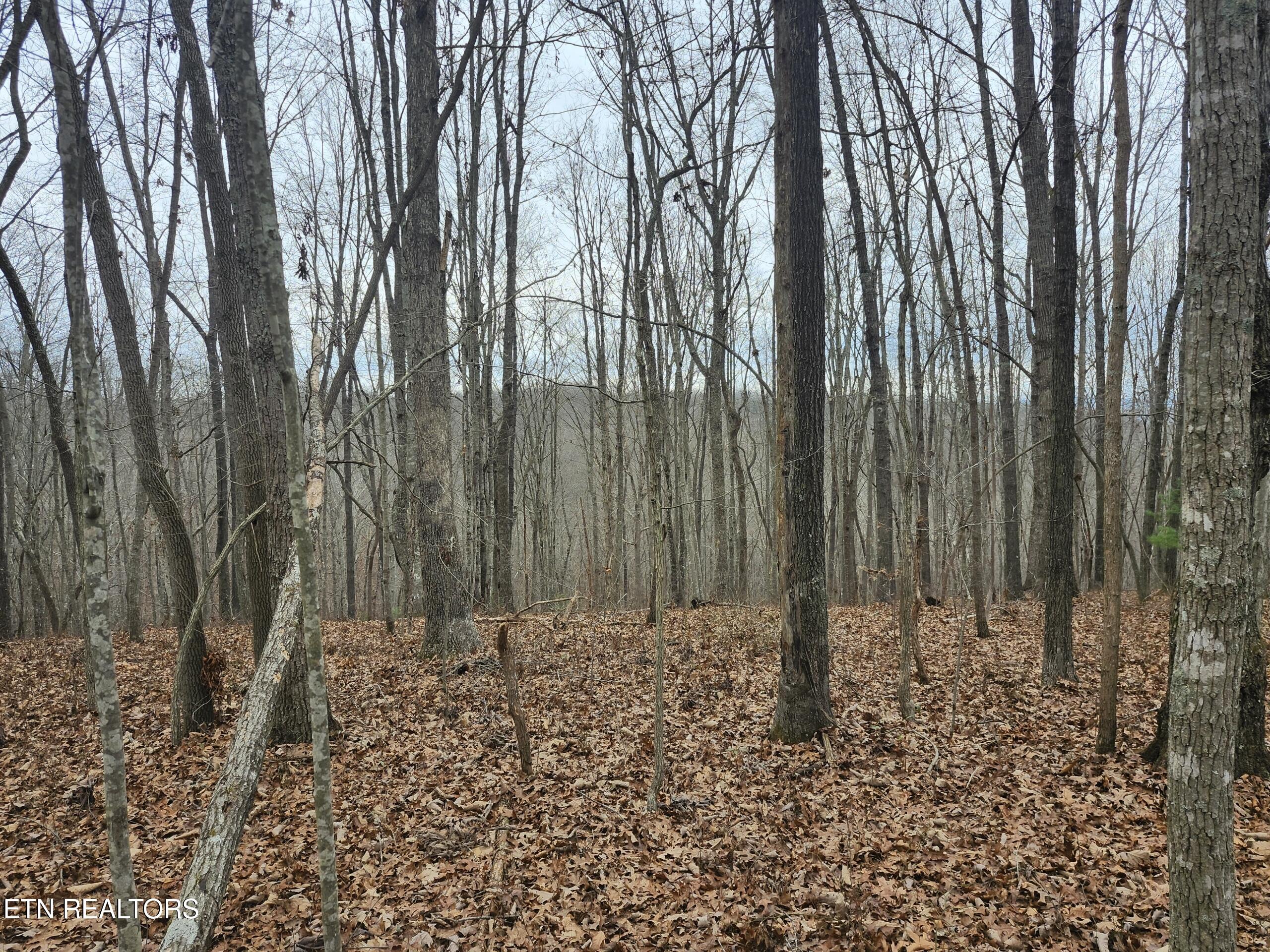 Peacock Lane Deer Lodge TN 37726