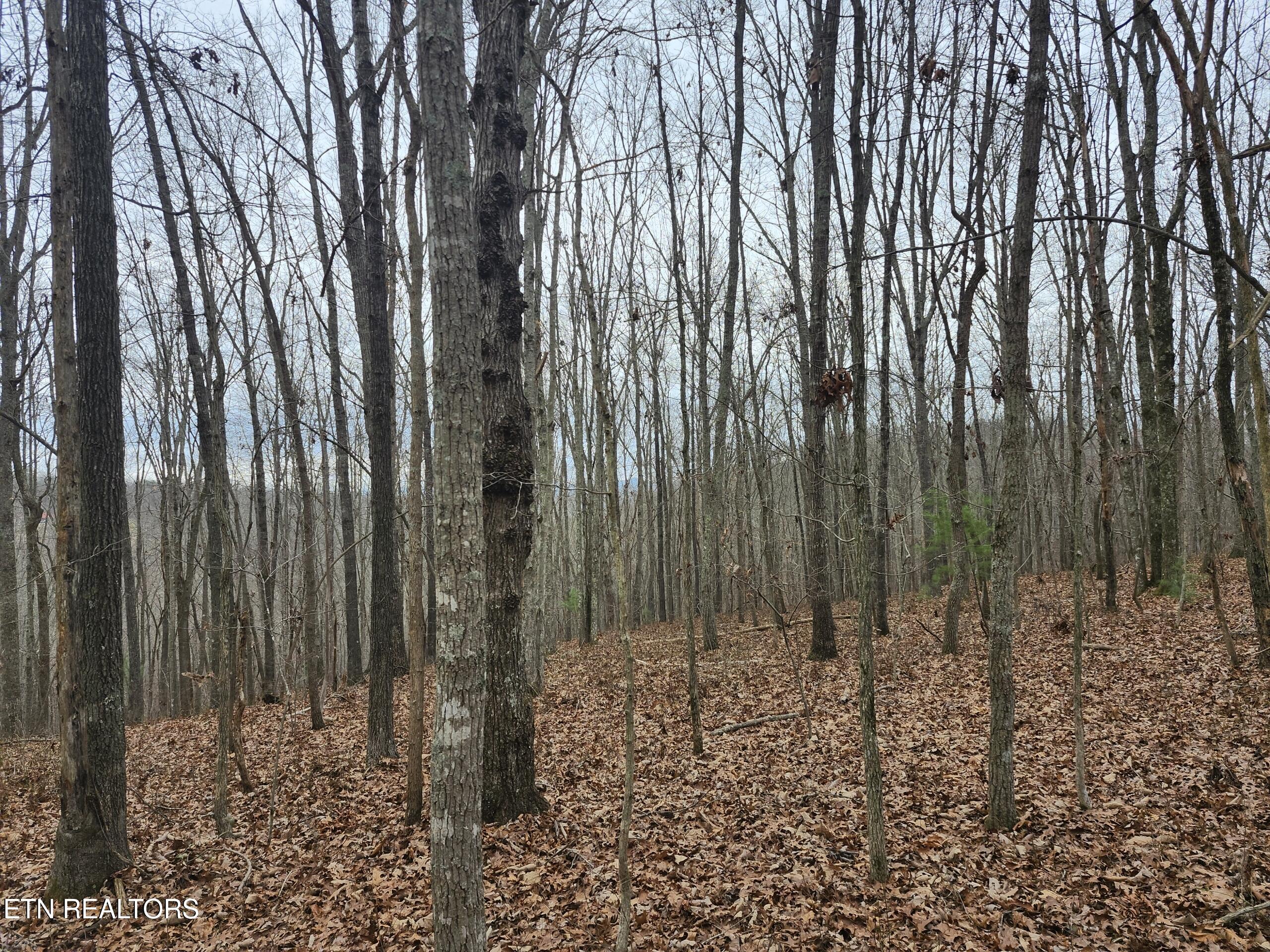 Peacock Lane Deer Lodge TN 37726