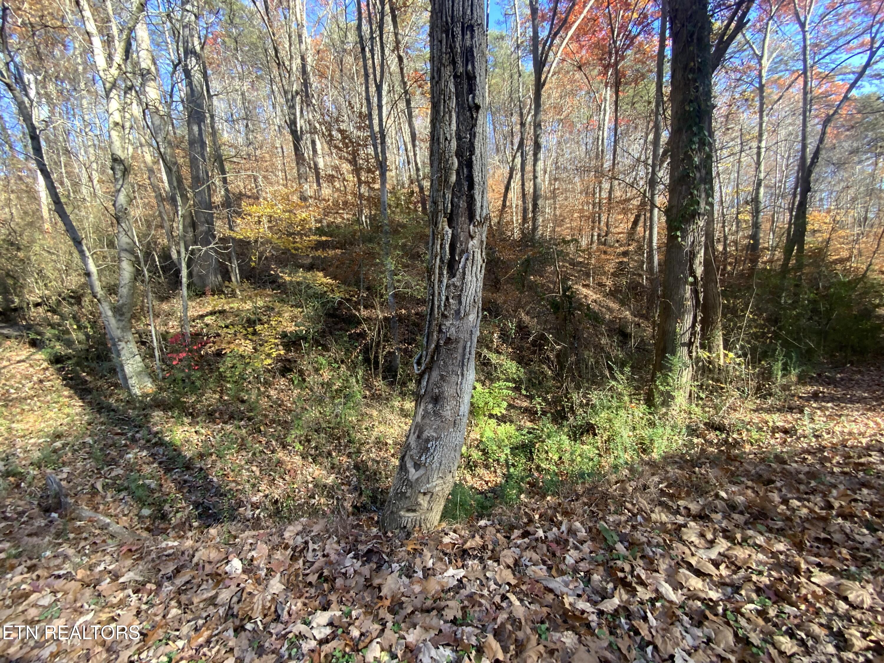 Mountain Side Lane Rocky Top TN 37769