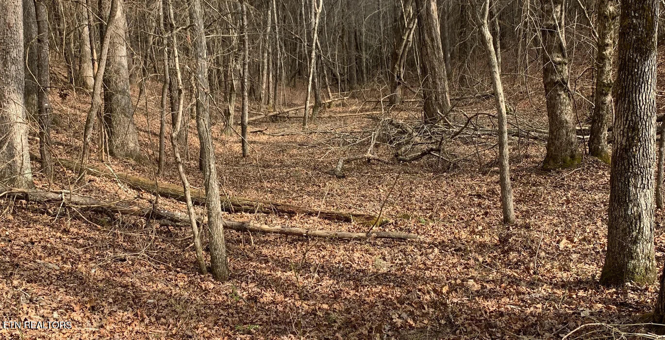 154 Coon Creek Road Sunbright TN 37872
