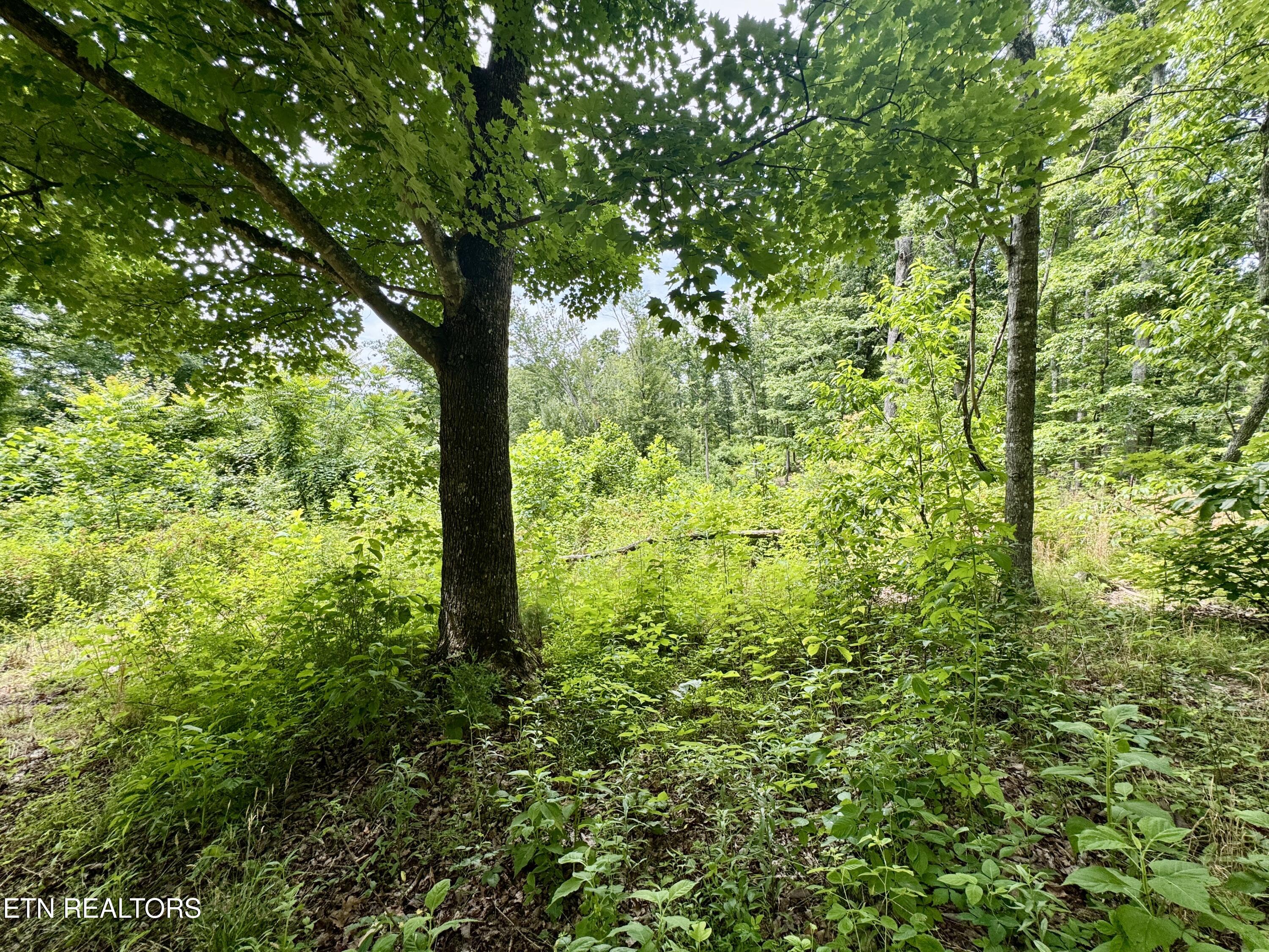 378 Johnson Hollow Road New Tazewell TN 37825