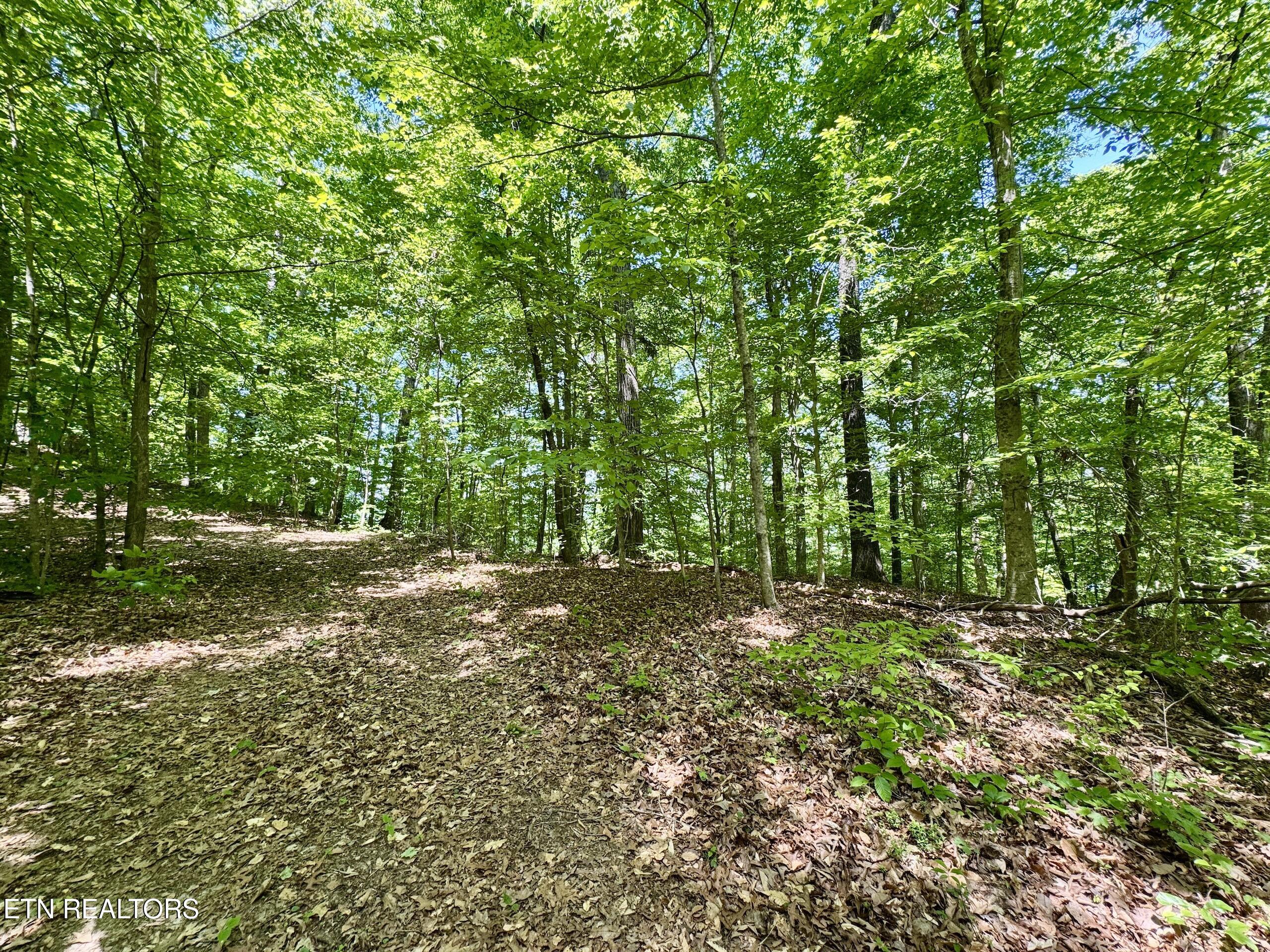 Ridgeview Drive Clinton TN 37716