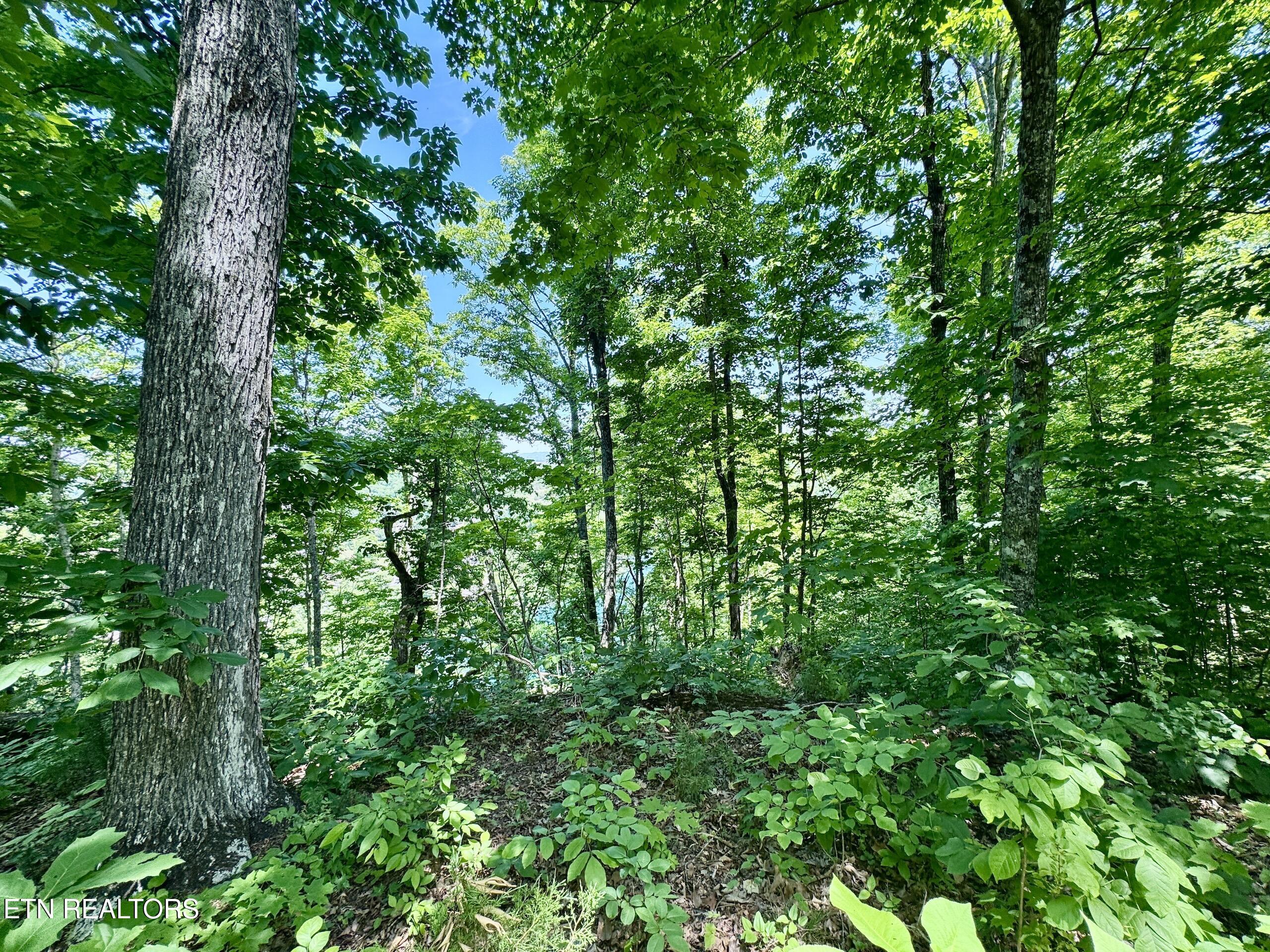 Ridgeview Drive Clinton TN 37716