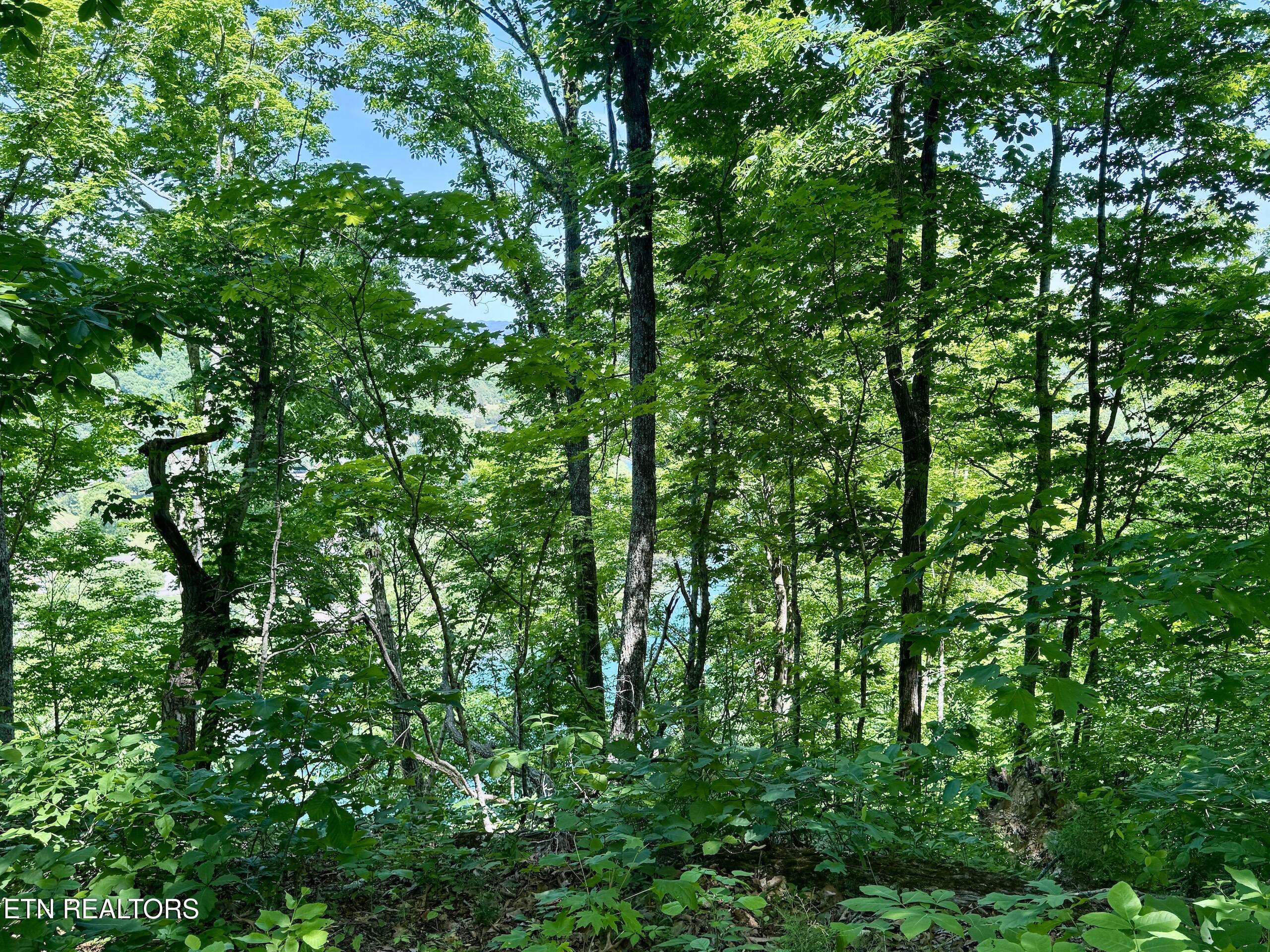 Ridgeview Drive Clinton TN 37716