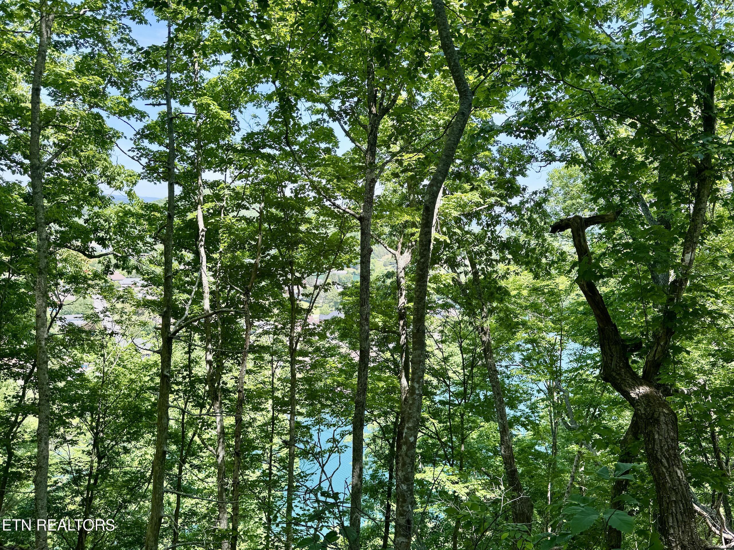 Ridgeview Drive Clinton TN 37716