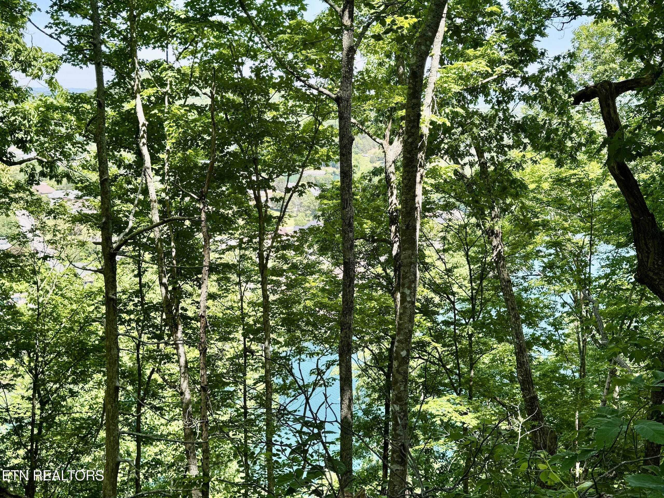 Ridgeview Drive Clinton TN 37716