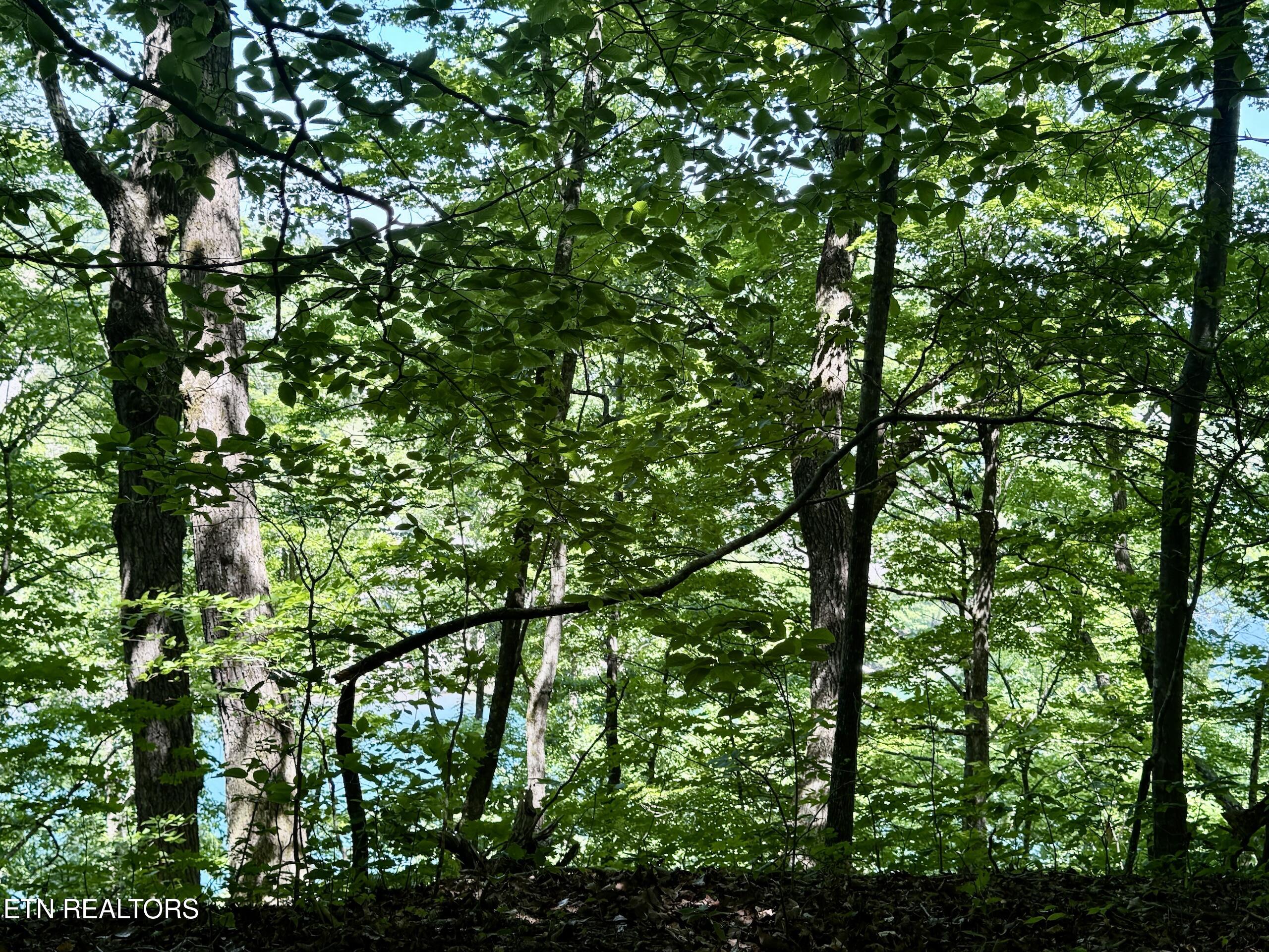 Ridgeview Drive Clinton TN 37716