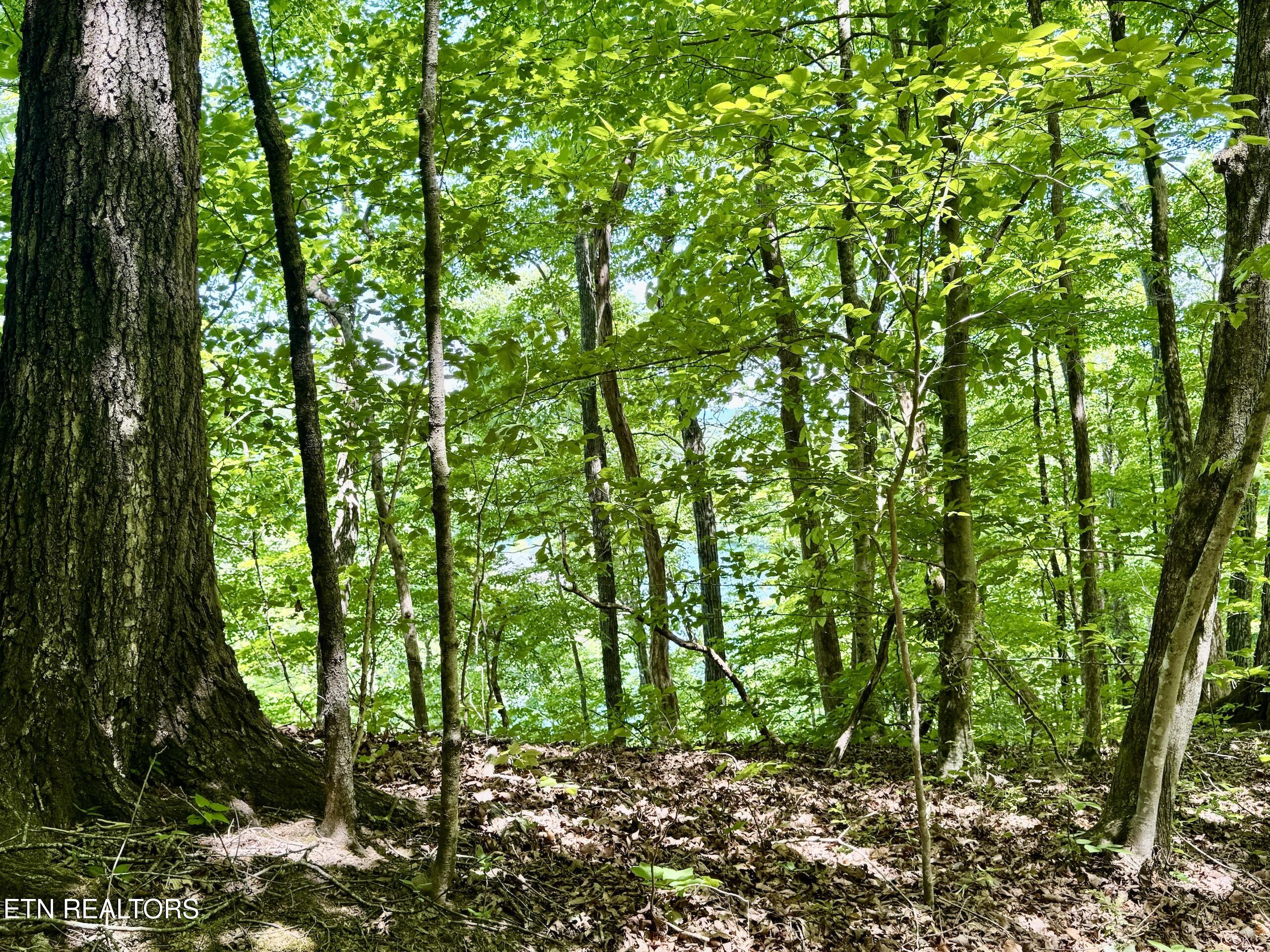 Ridgeview Drive Clinton TN 37716