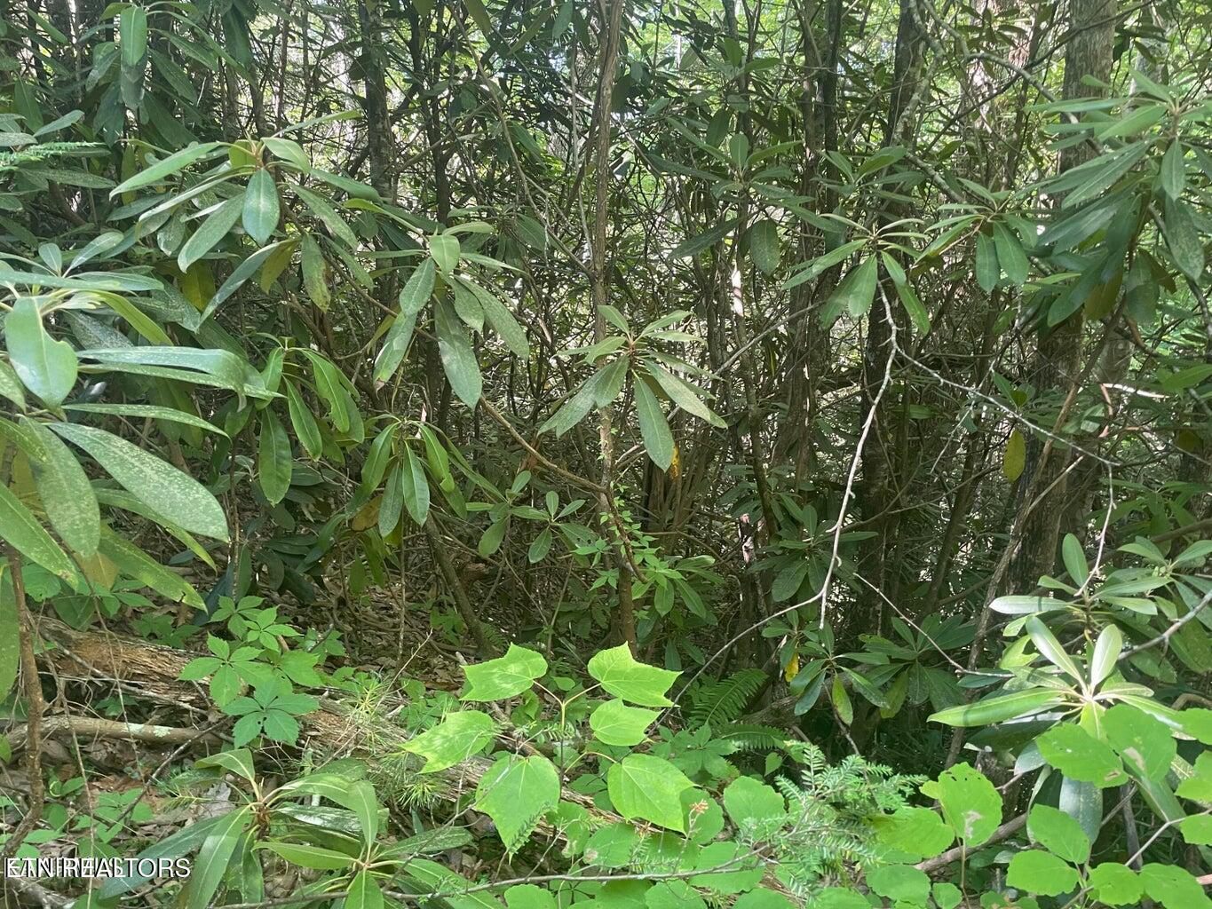 Lot 89 Sycamore Street Sevierville TN 37876