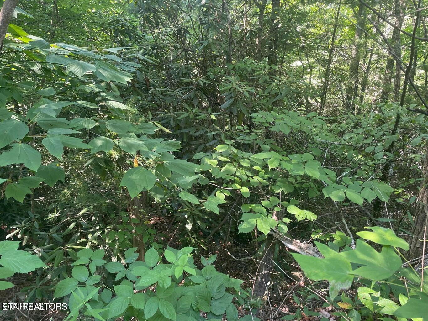 Lot 89 Sycamore Street Sevierville TN 37876