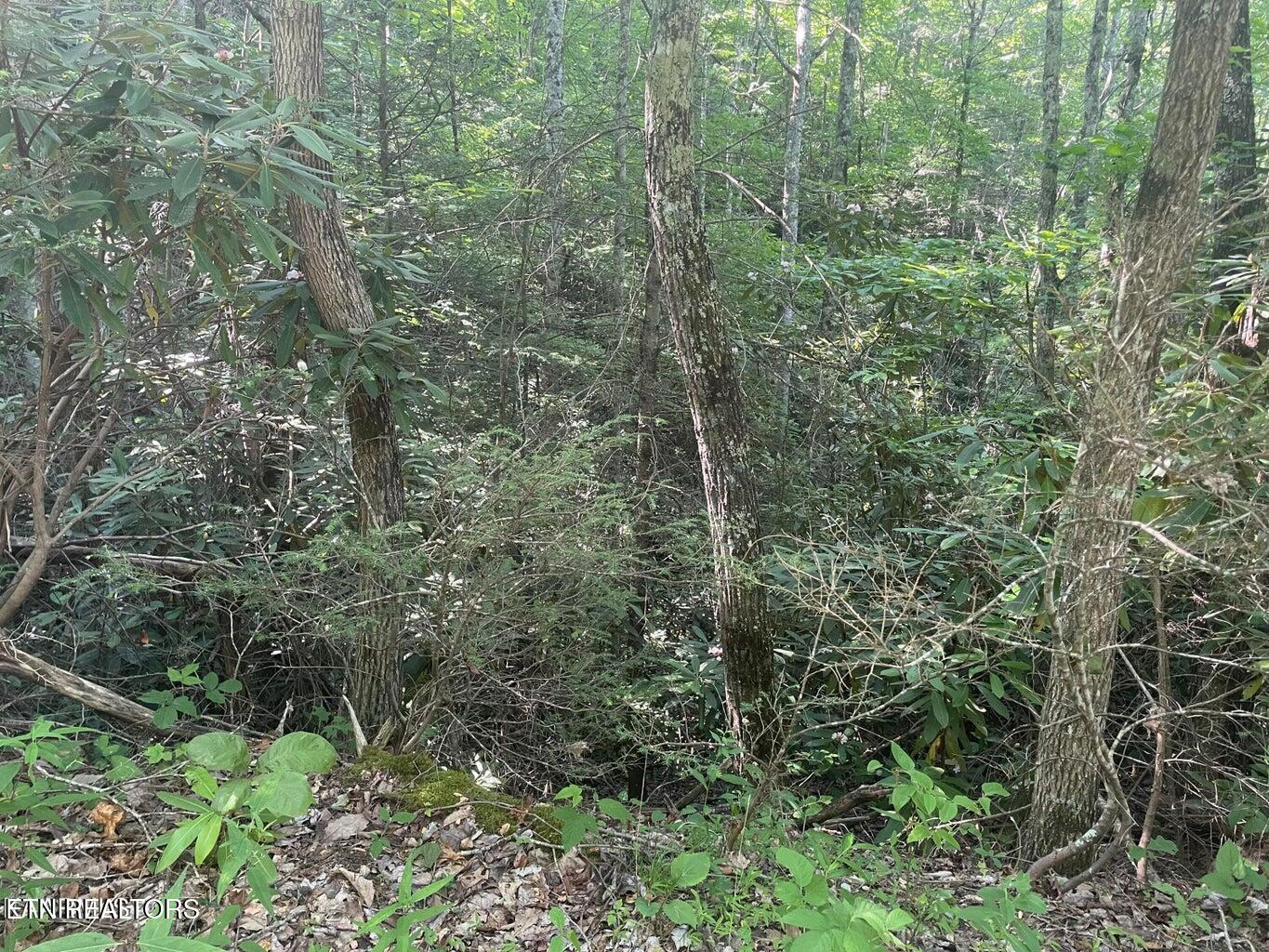 Lot 89 Sycamore Street Sevierville TN 37876