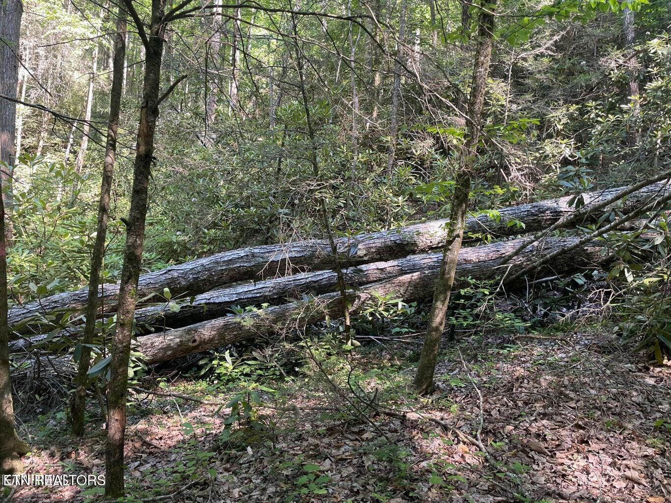 Lot 6 Sycamore Street Sevierville TN 37876