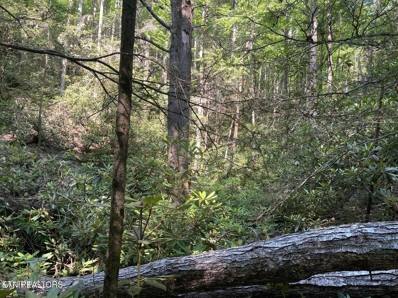 Lot 6 Sycamore Street Sevierville TN 37876