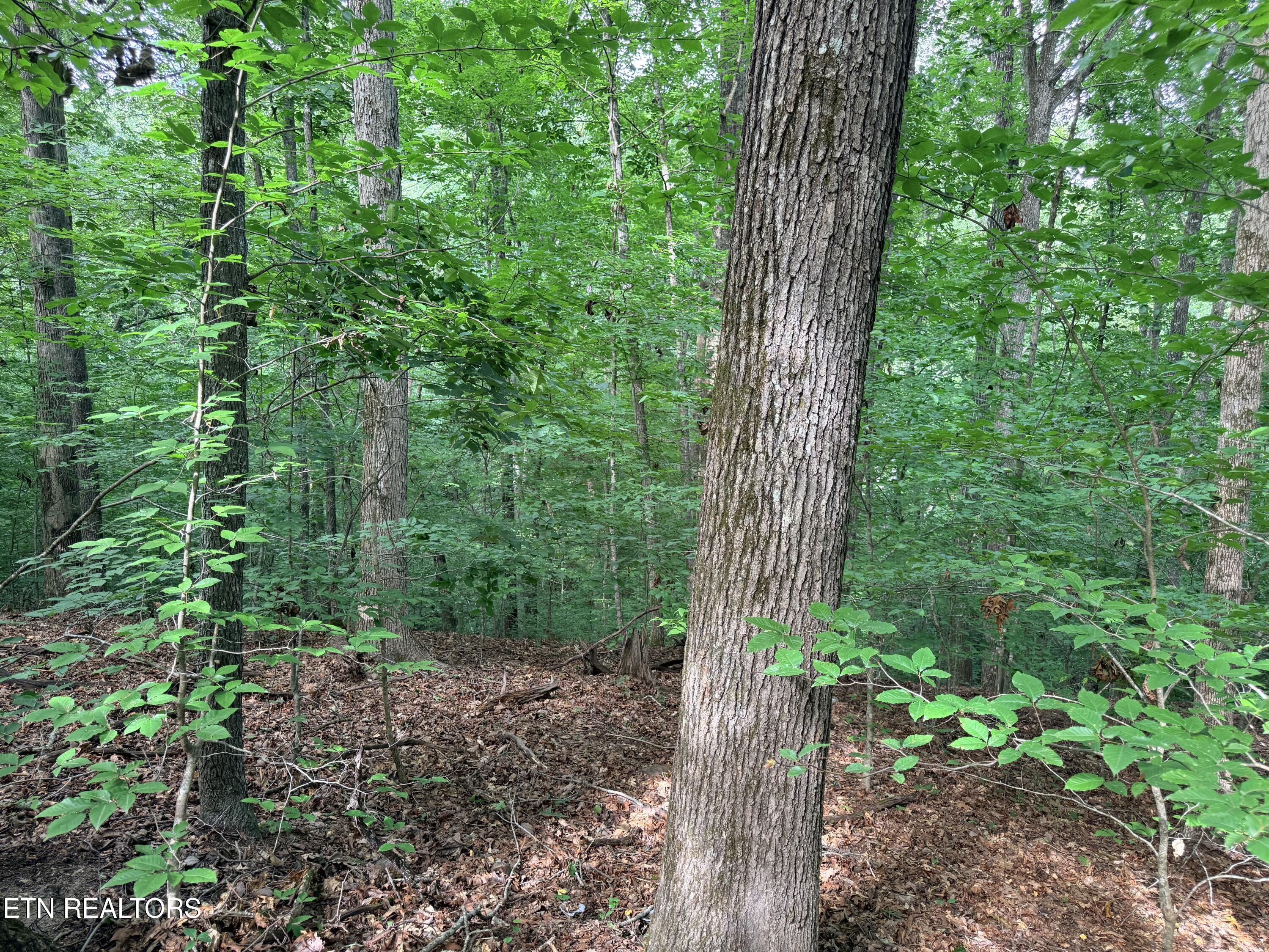 Lot 128 Islandview Point Sharps Chapel TN 37866