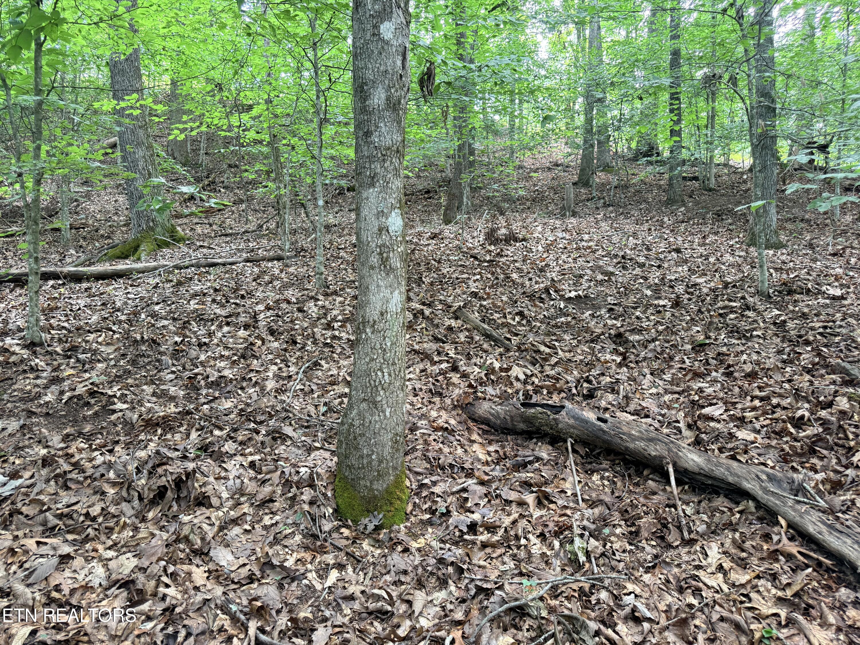 Lot 128 Islandview Point Sharps Chapel TN 37866