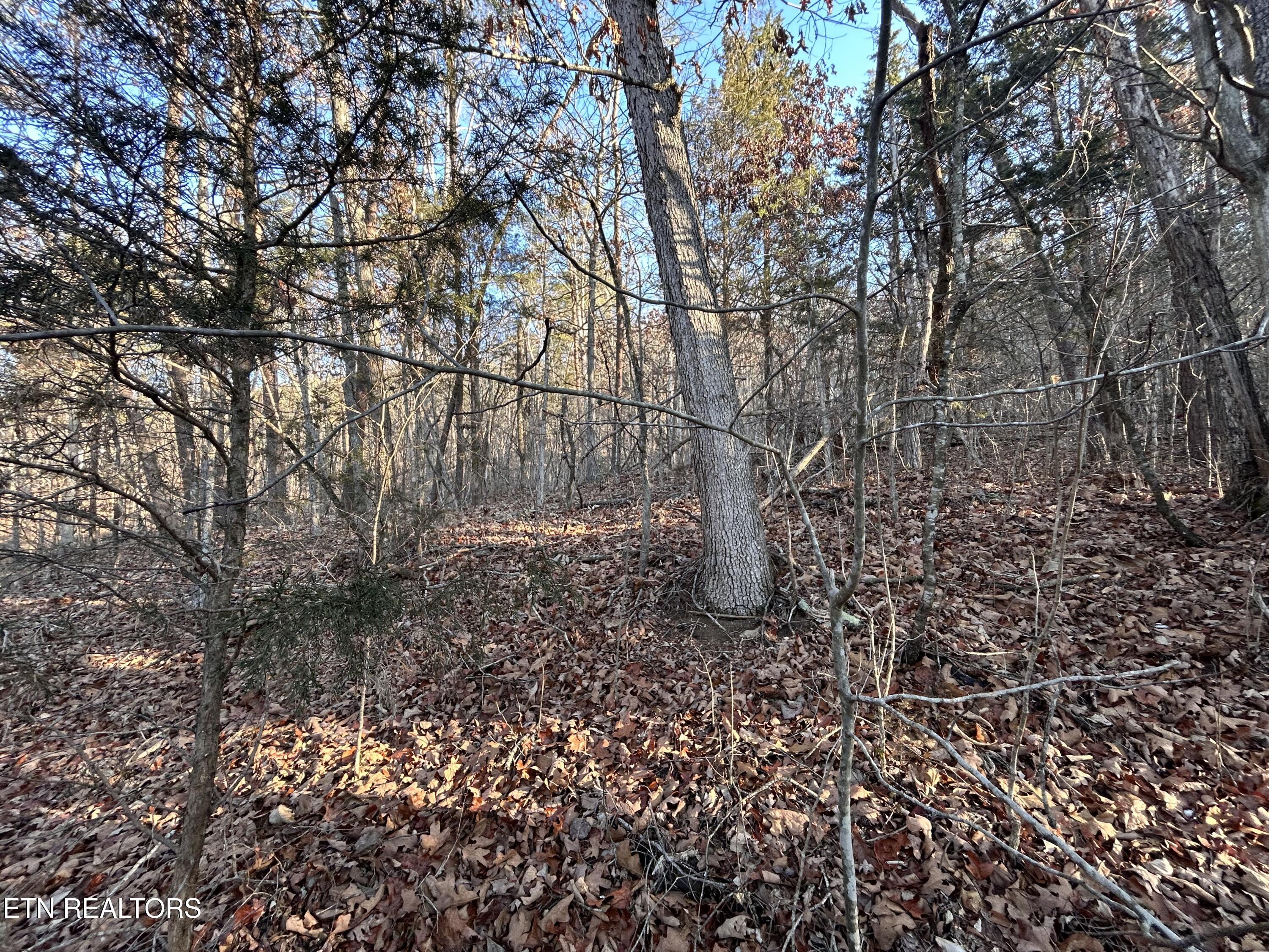 5 Acres N White Pine Road Talbott TN 37877