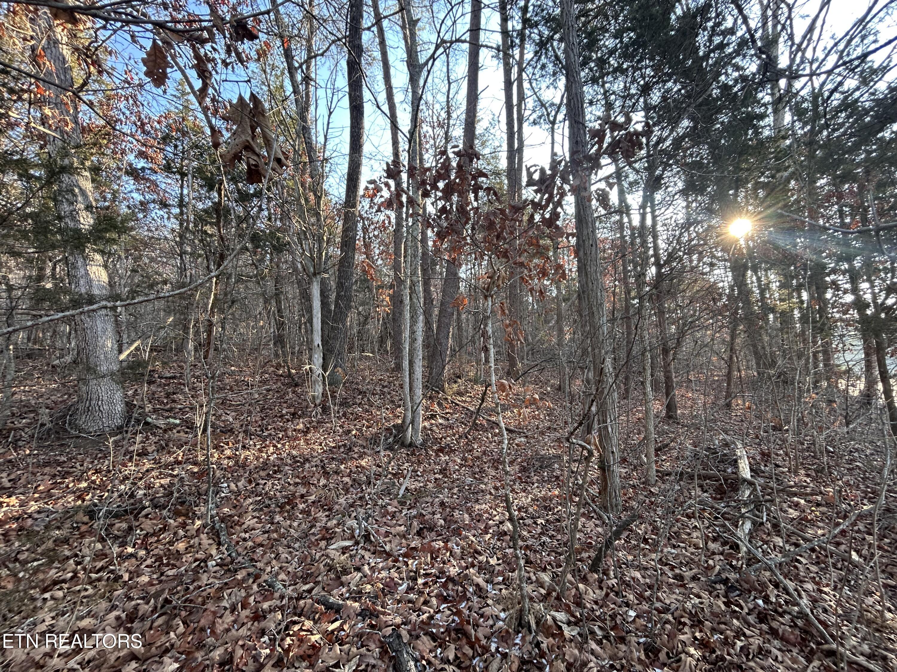 5 Acres N White Pine Road Talbott TN 37877