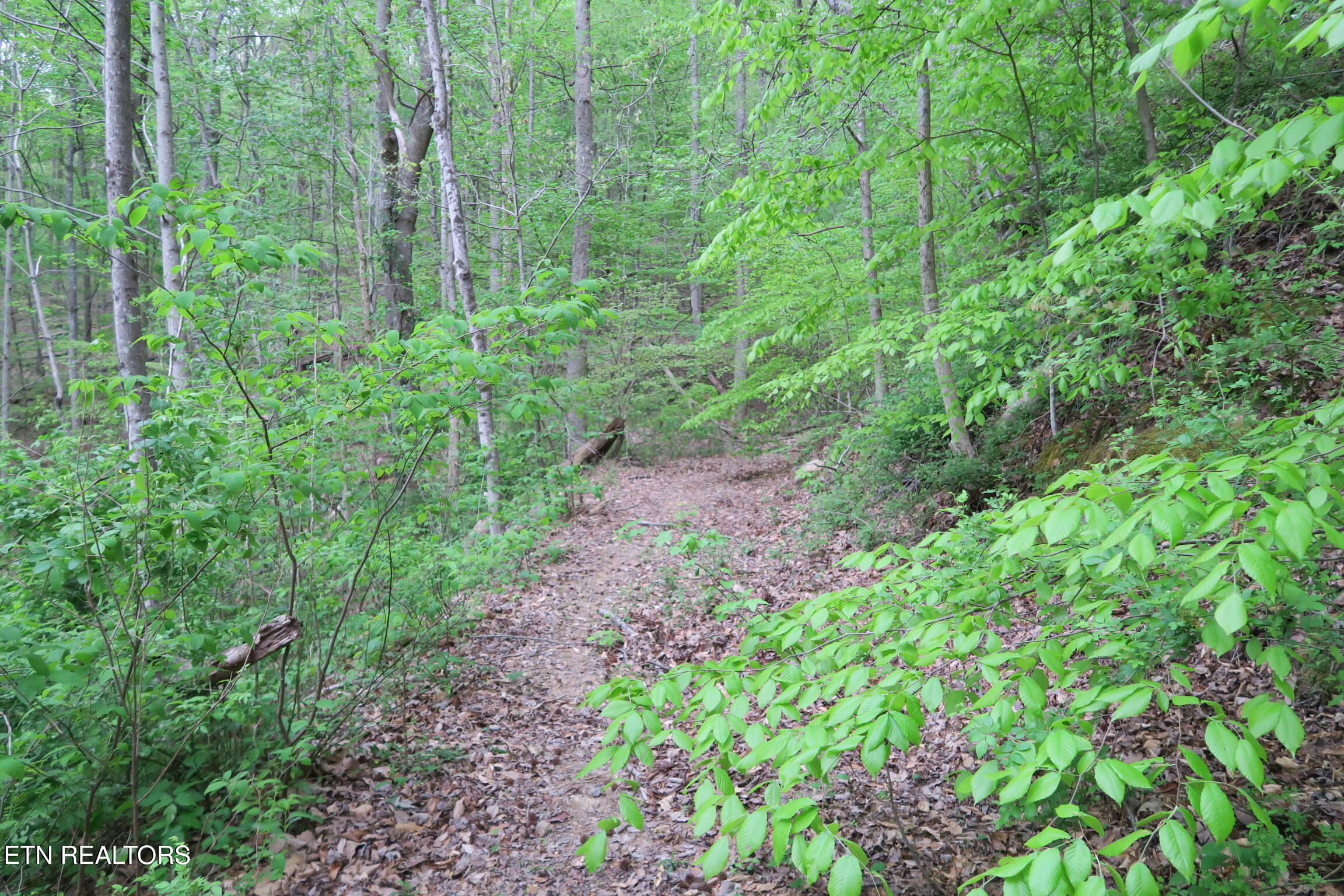 250 Mountain Side Lane Rocky Top TN 37769