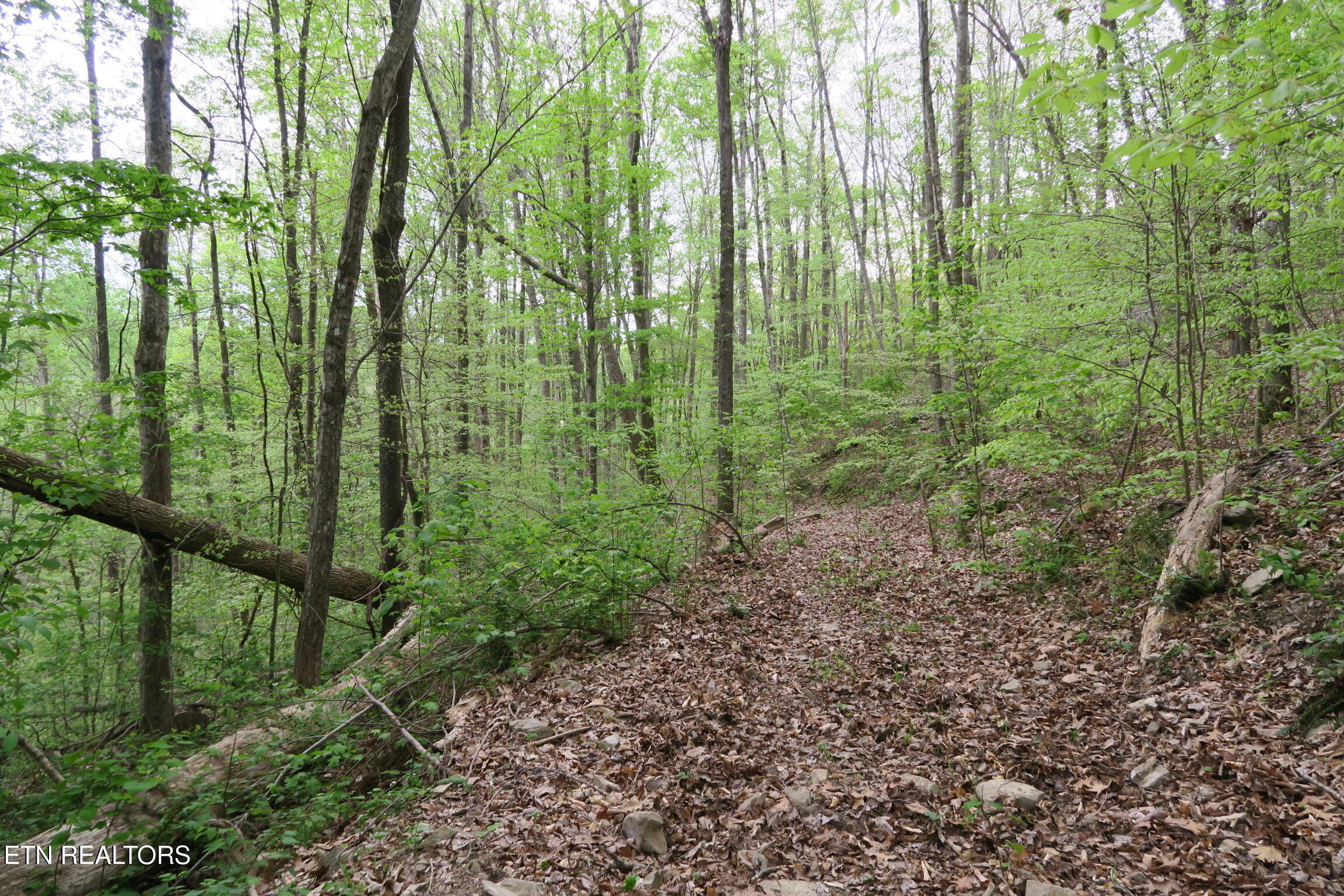 250 Mountain Side Lane Rocky Top TN 37769