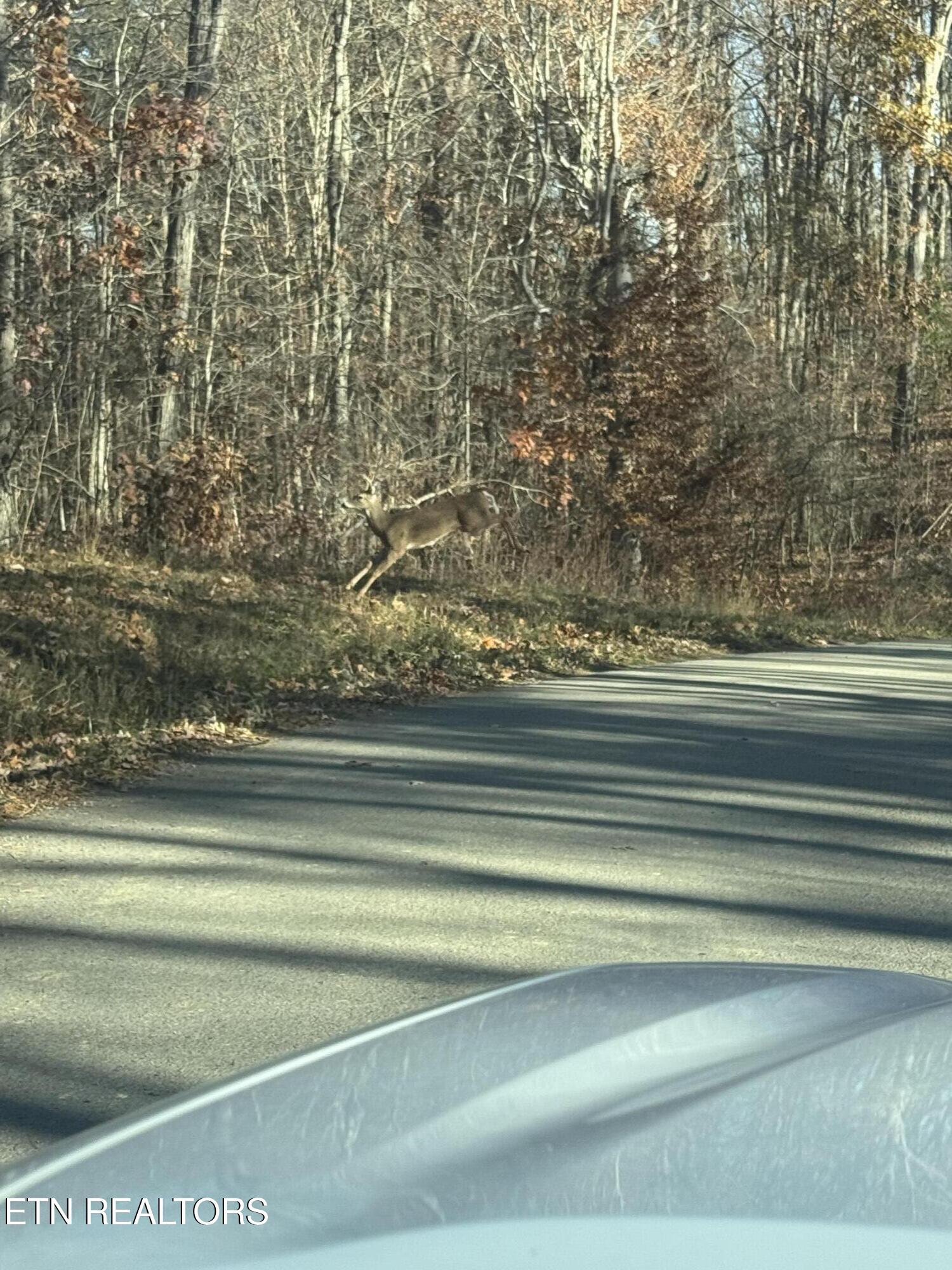 Iron Gate Drive Baneberry TN 37890