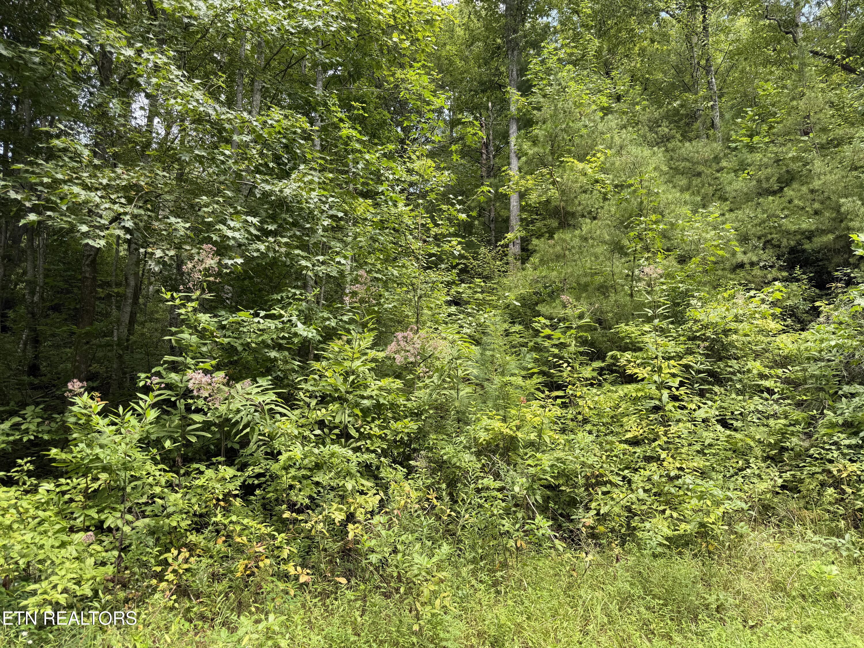 Coy Rhea Way Sevierville TN 37876