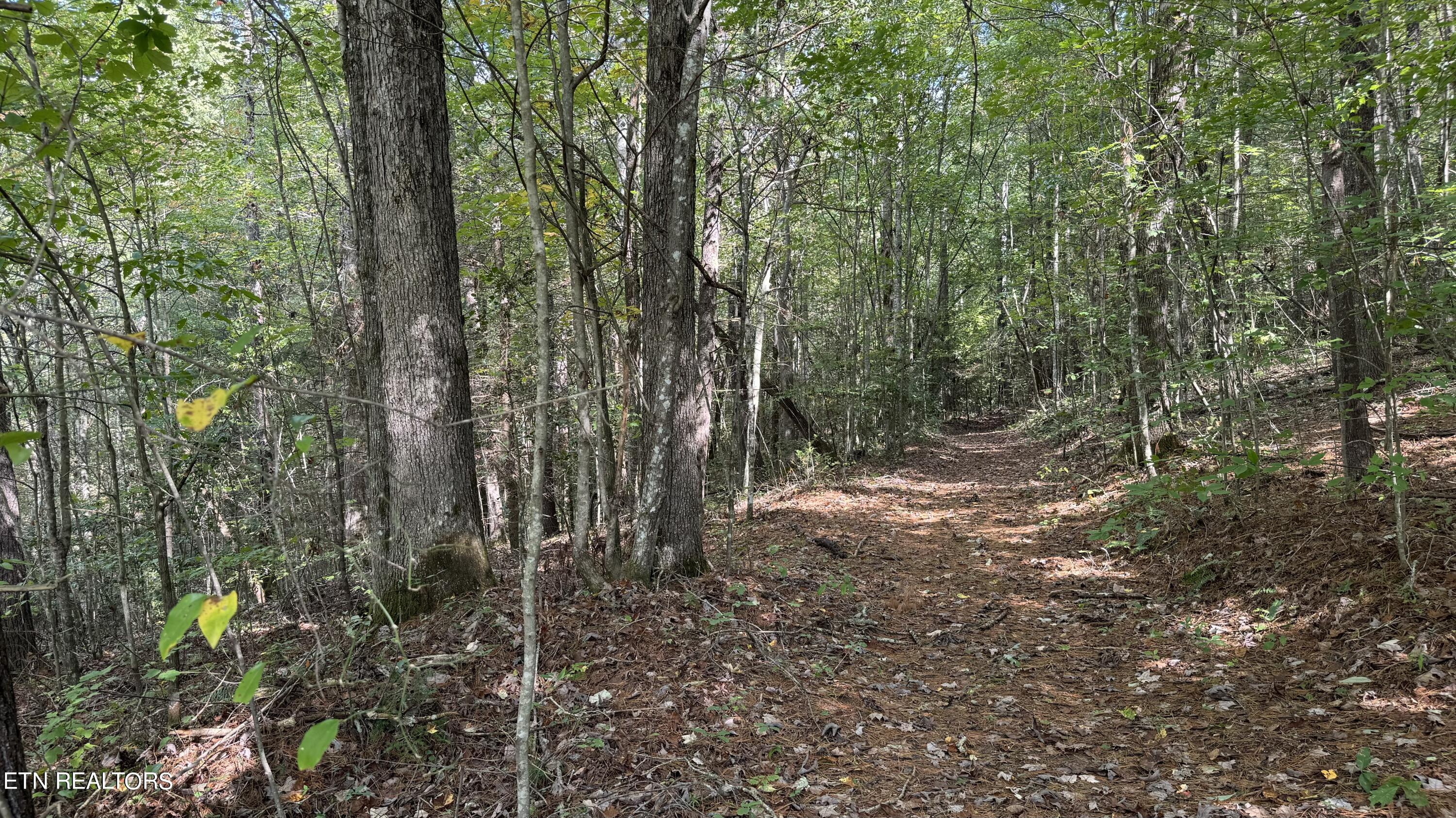 Bear Hollow Road Oneida TN 37841