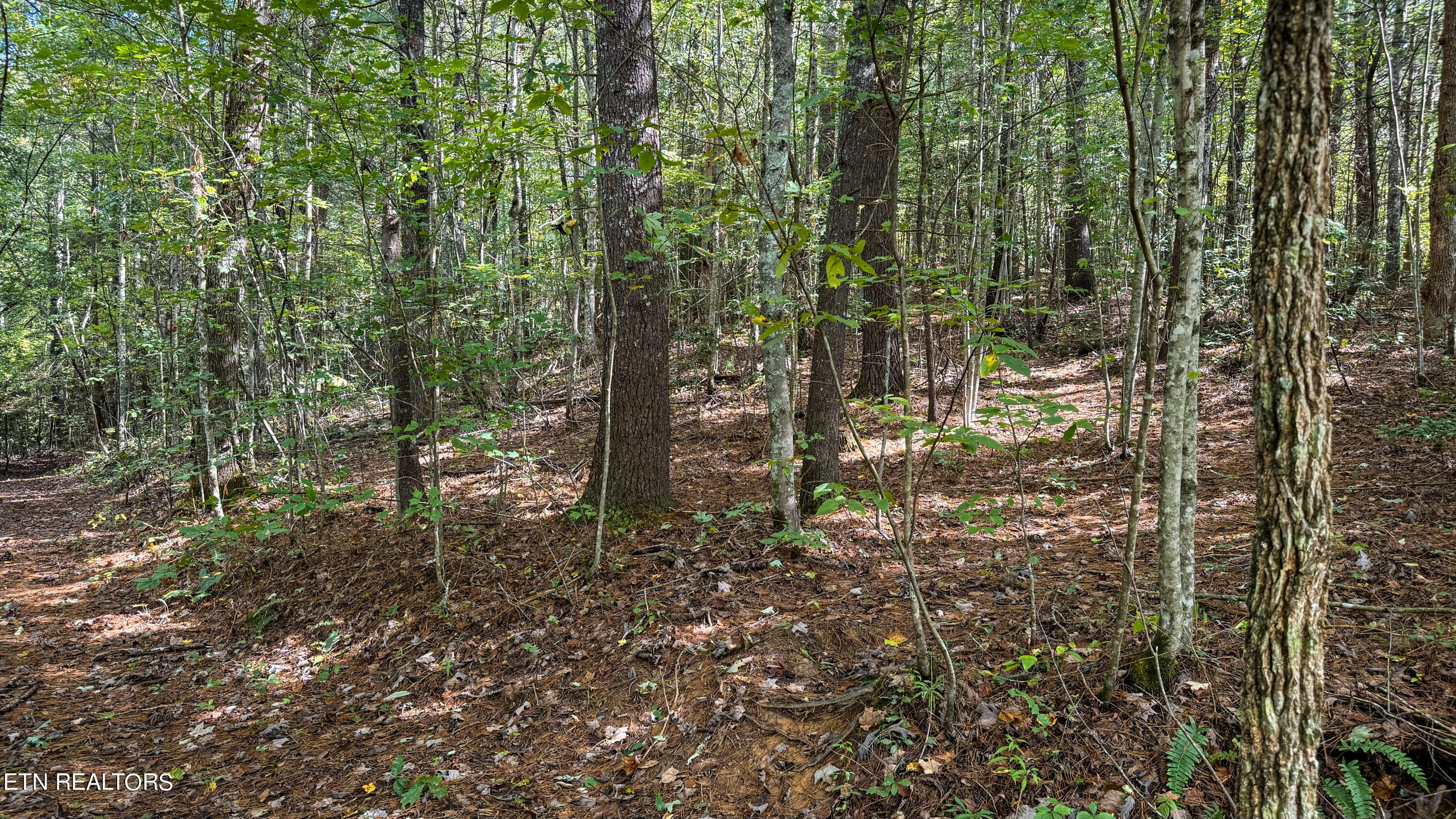 Bear Hollow Road Oneida TN 37841