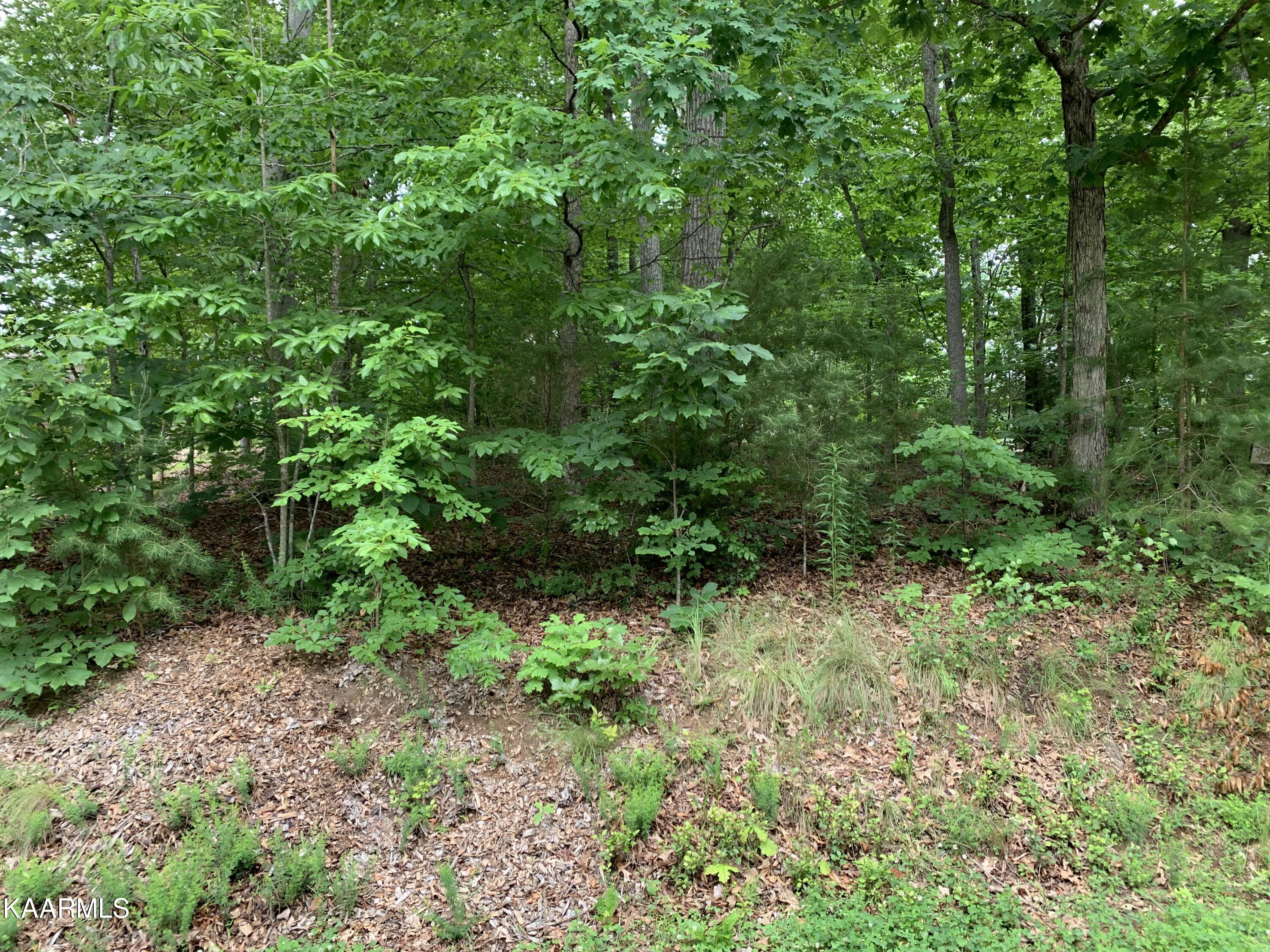 314 Ootsima Lane Loudon TN 37774