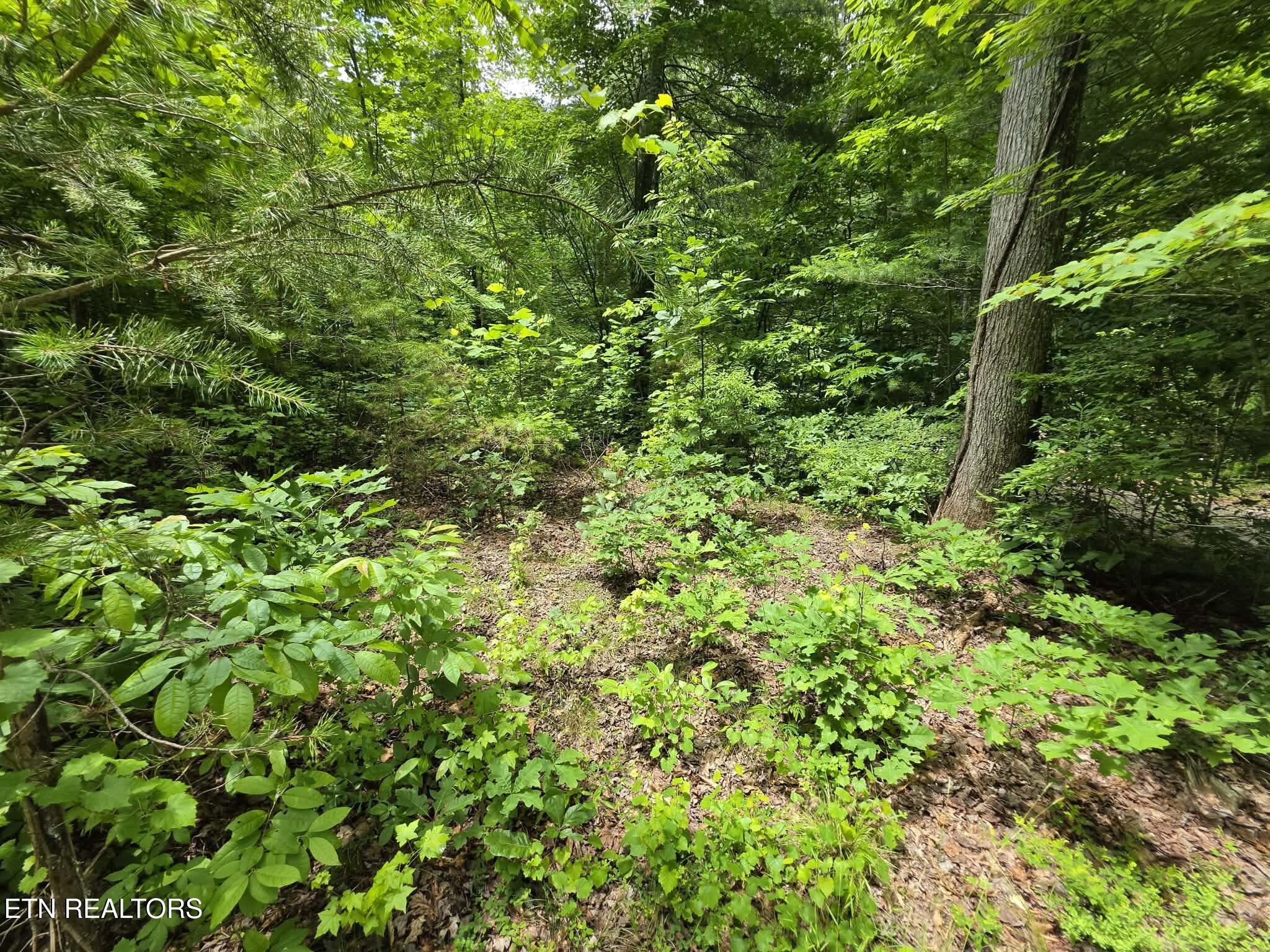 195 Sherwood Lane Harriman TN 37748