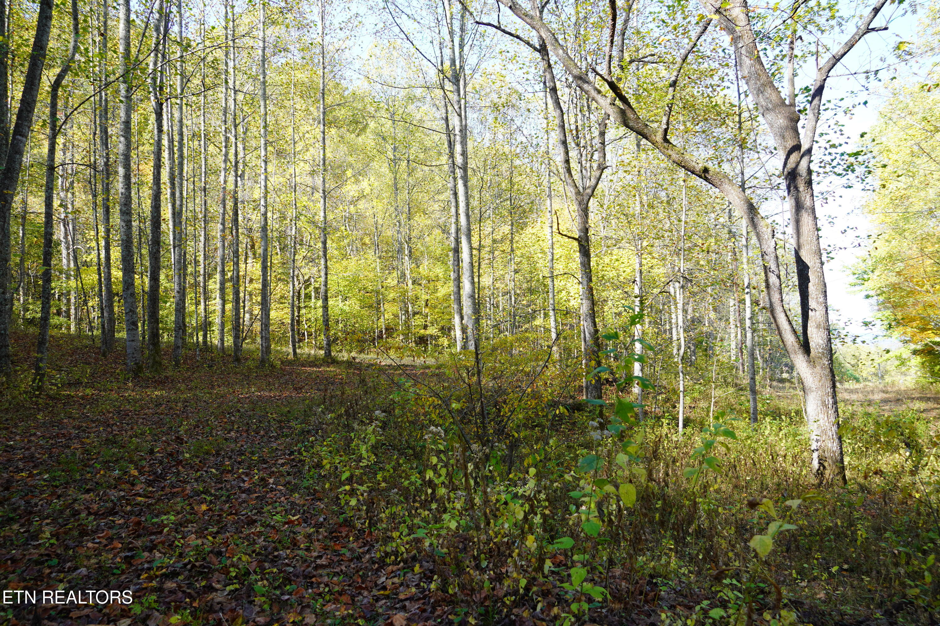 Par 033.01 South Highway 32 Cosby TN 37722