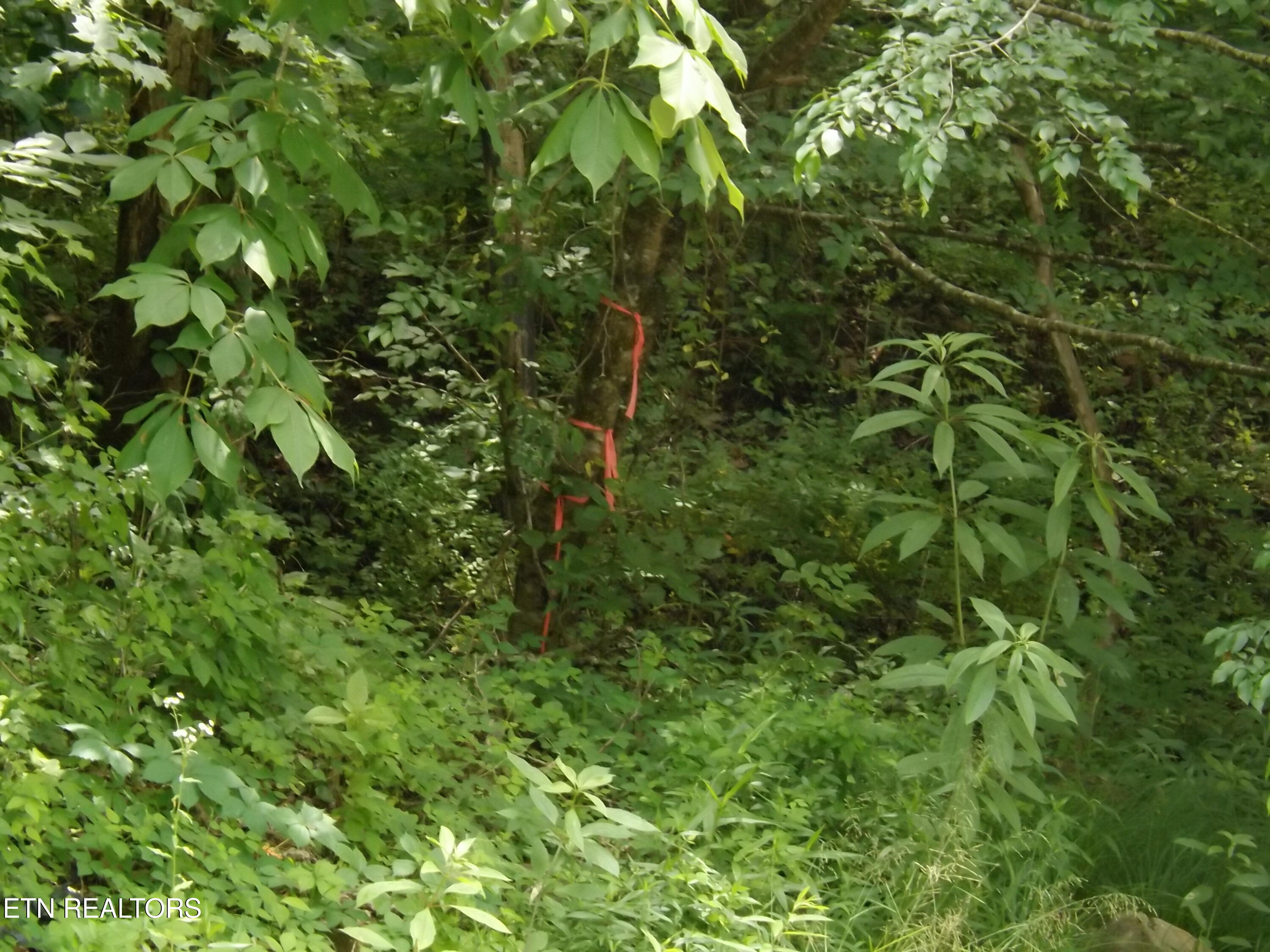 Tbd Snake Hollow Road Sneedville TN 37869