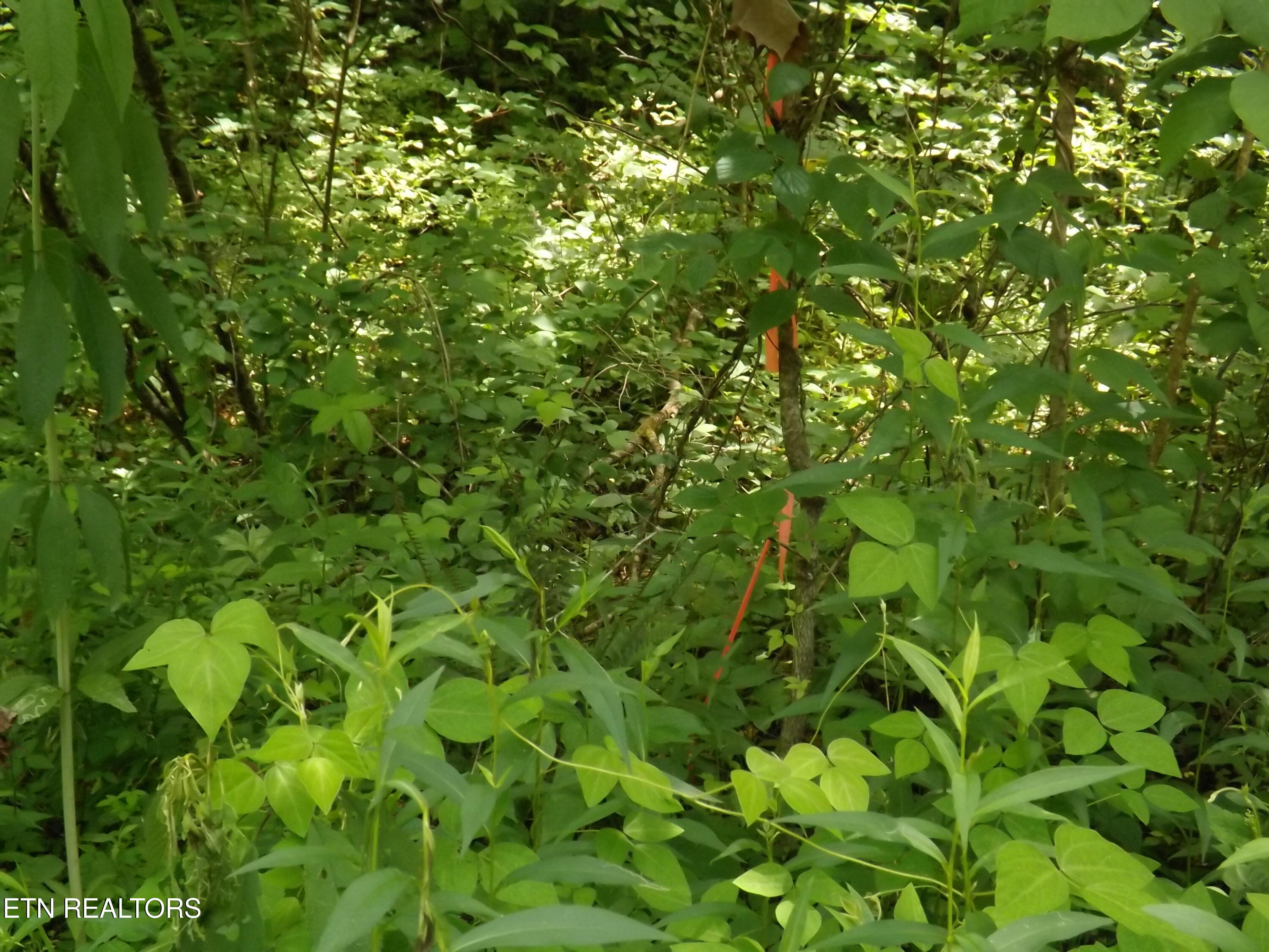 Tbd Snake Hollow Road Sneedville TN 37869
