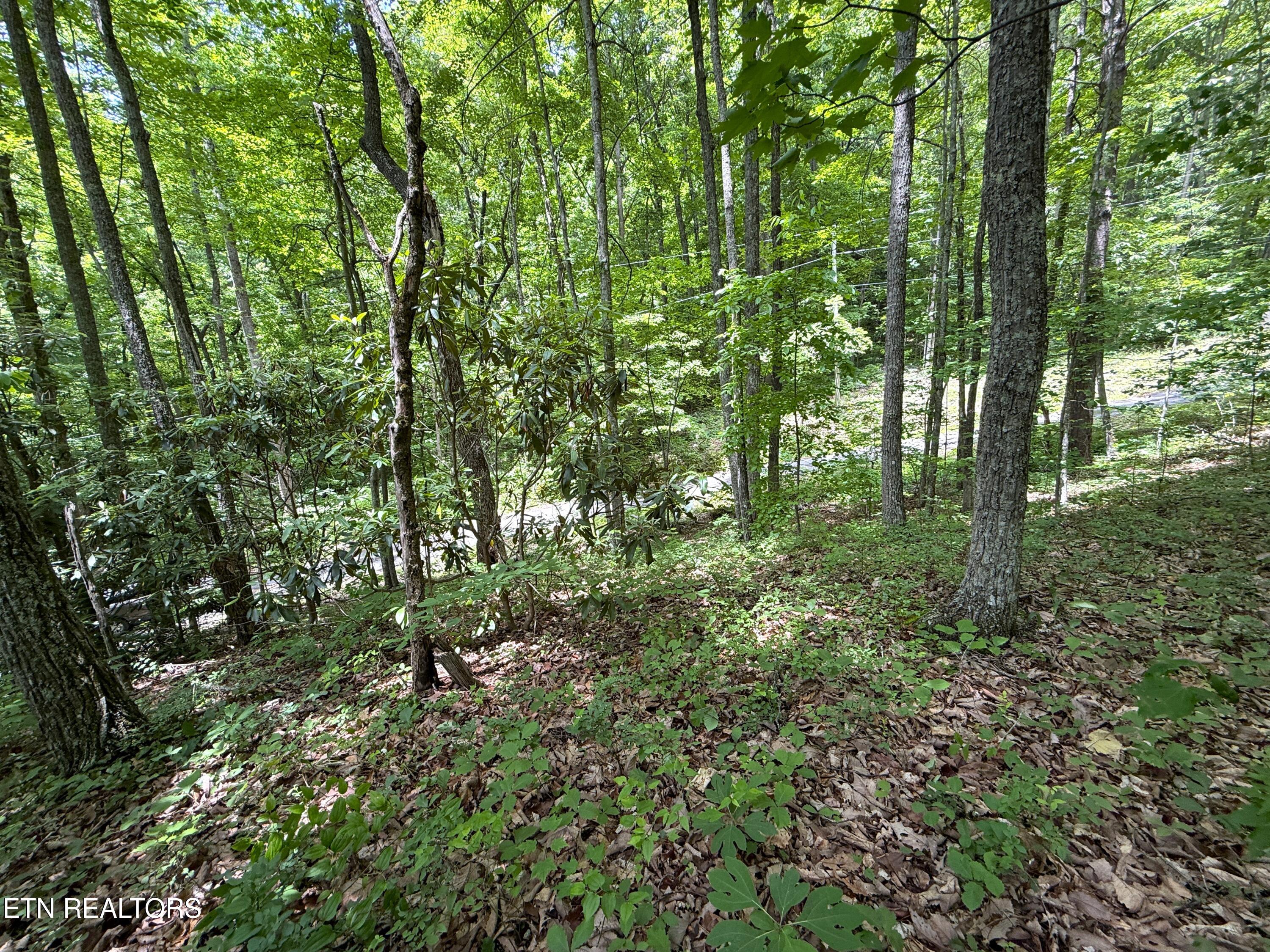 Swann Saddle Sevierville TN 37876