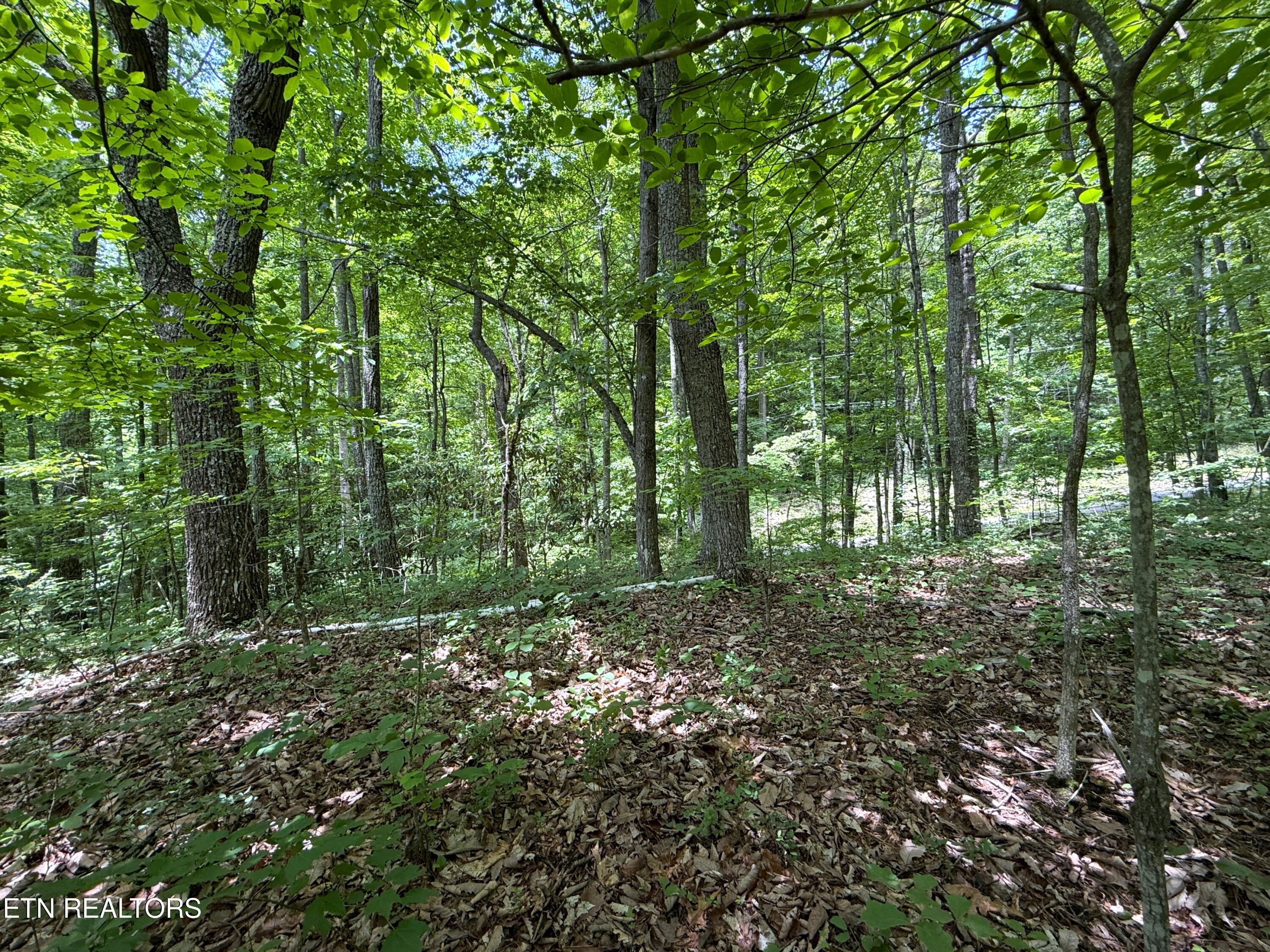 Swann Saddle Sevierville TN 37876