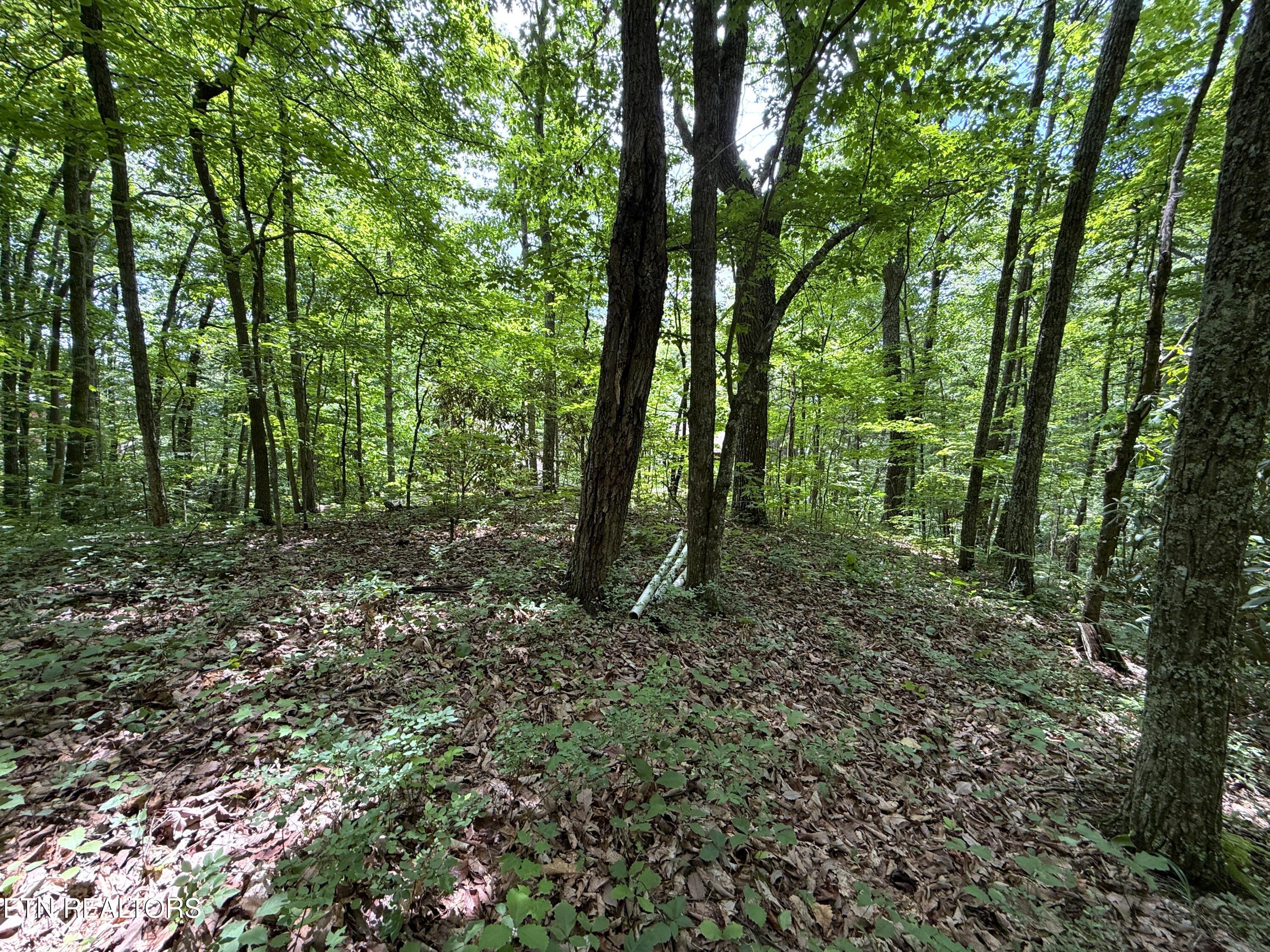 Swann Saddle Sevierville TN 37876