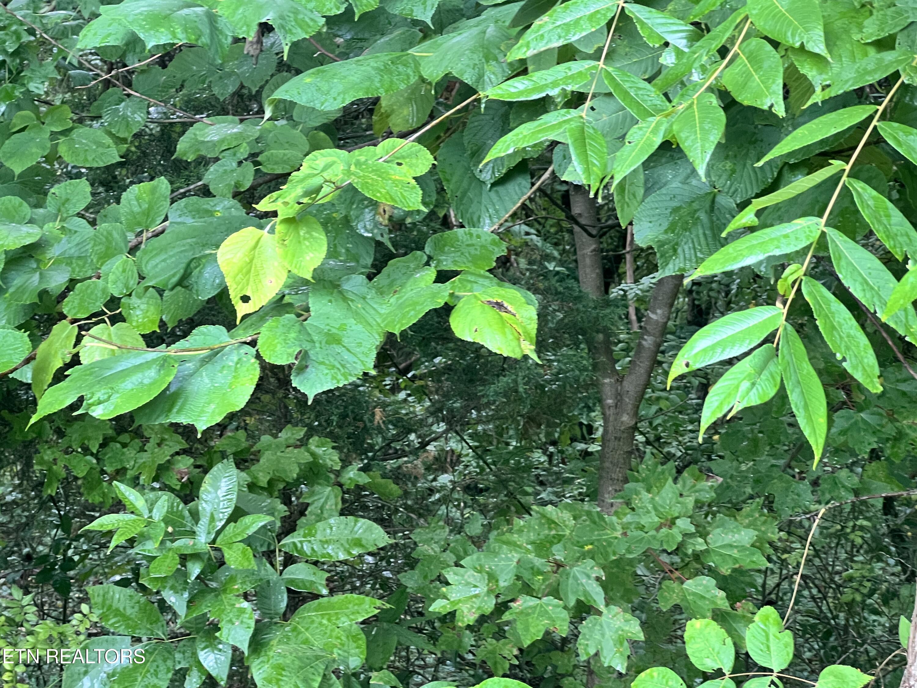 Lot 5 Willie Promore Road Decatur TN 37322