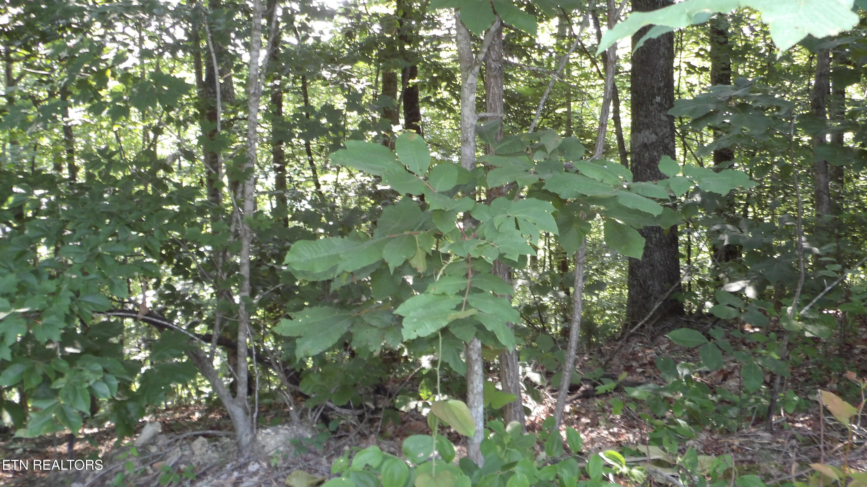 13.87AC Pleasant Cemetery Lane Gainesboro TN 38562