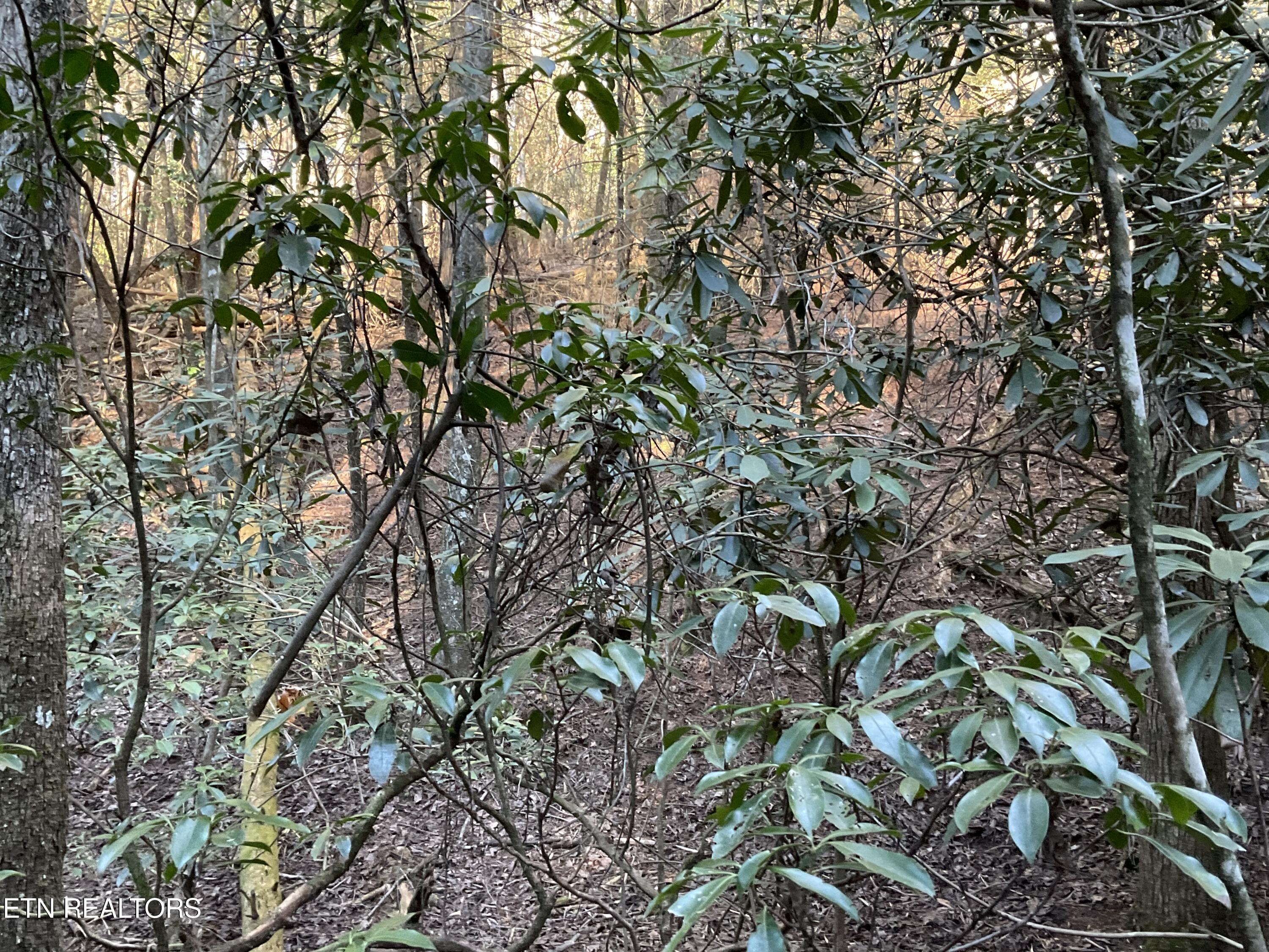 Tract 2 Pine Breeze Drive Monterey TN 38574