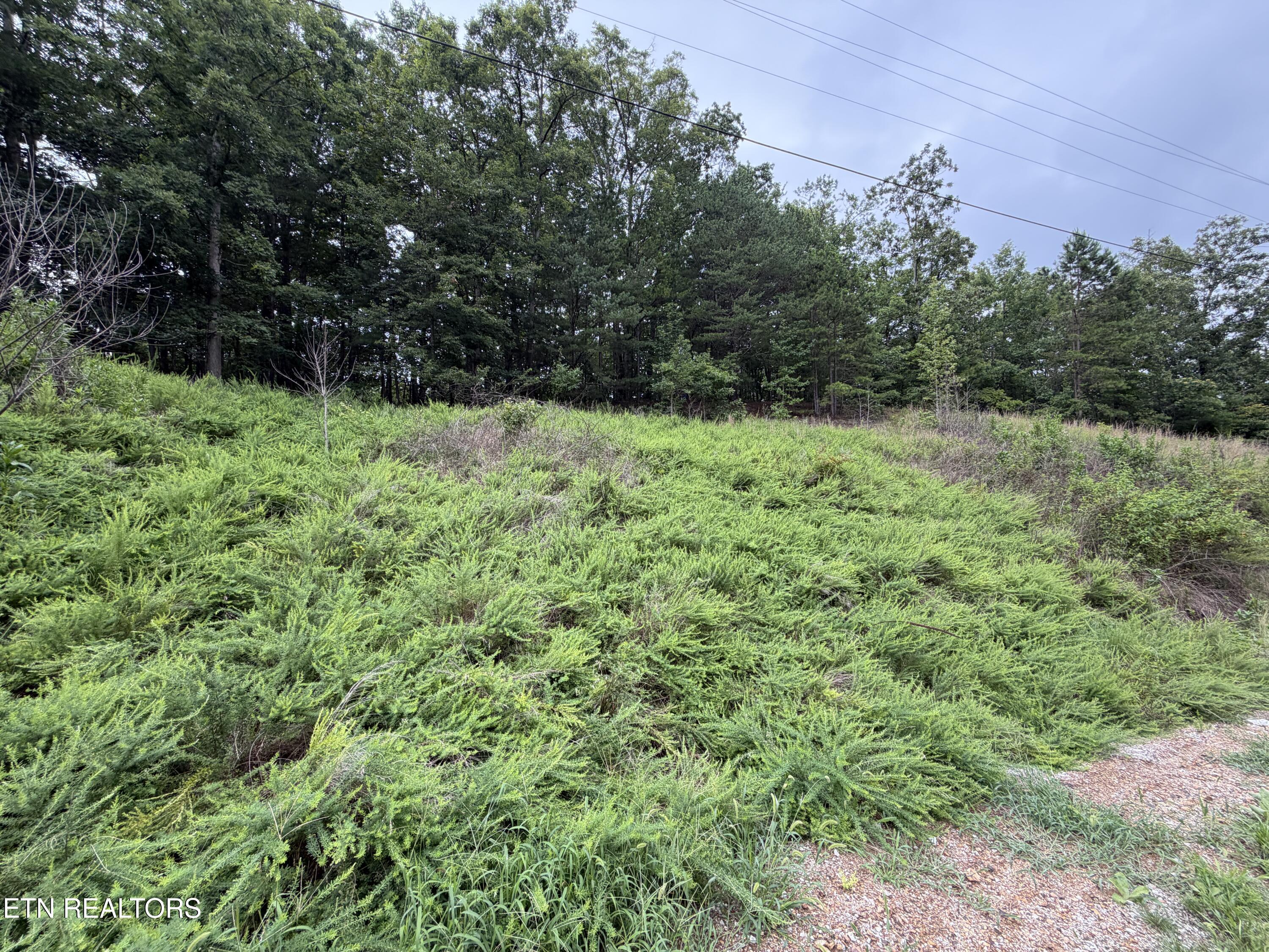 Hidden Oaks Road Rockwood TN 37854