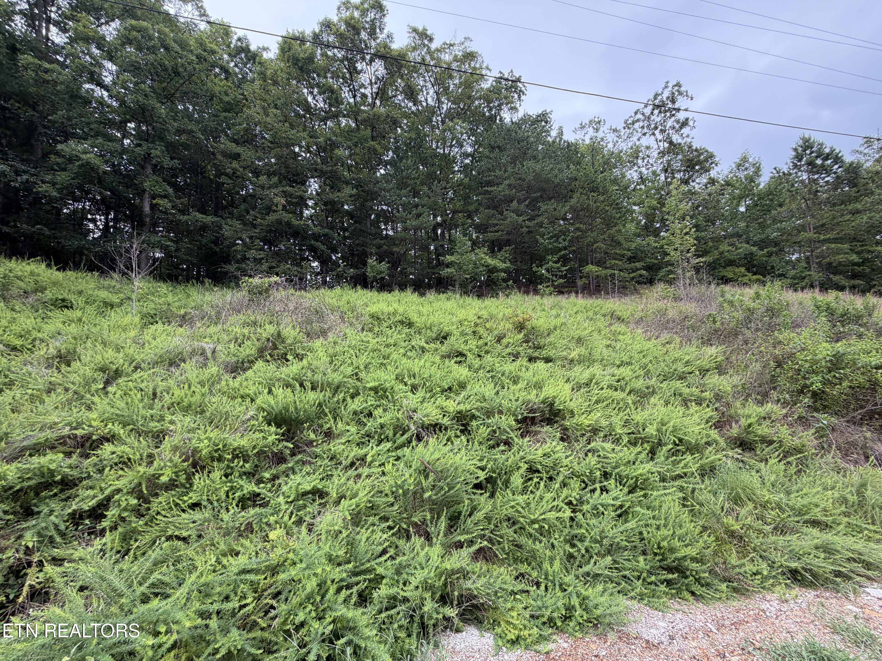 Hidden Oaks Road Rockwood TN 37854