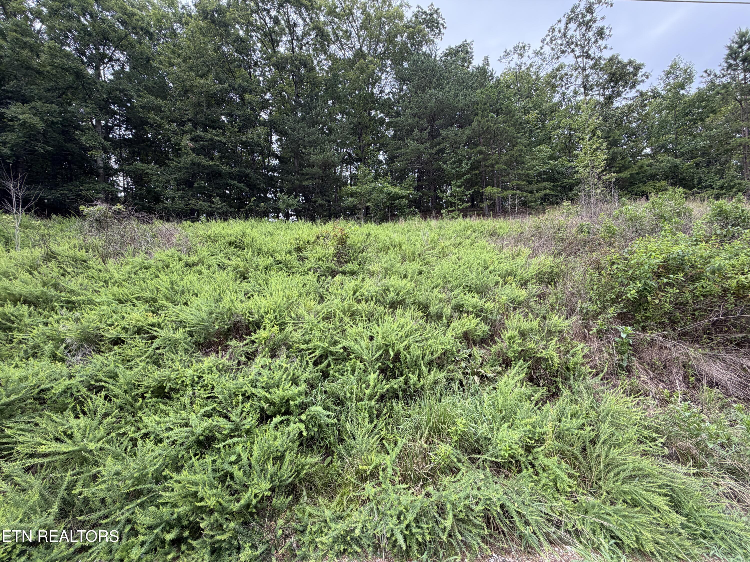 Hidden Oaks Road Rockwood TN 37854