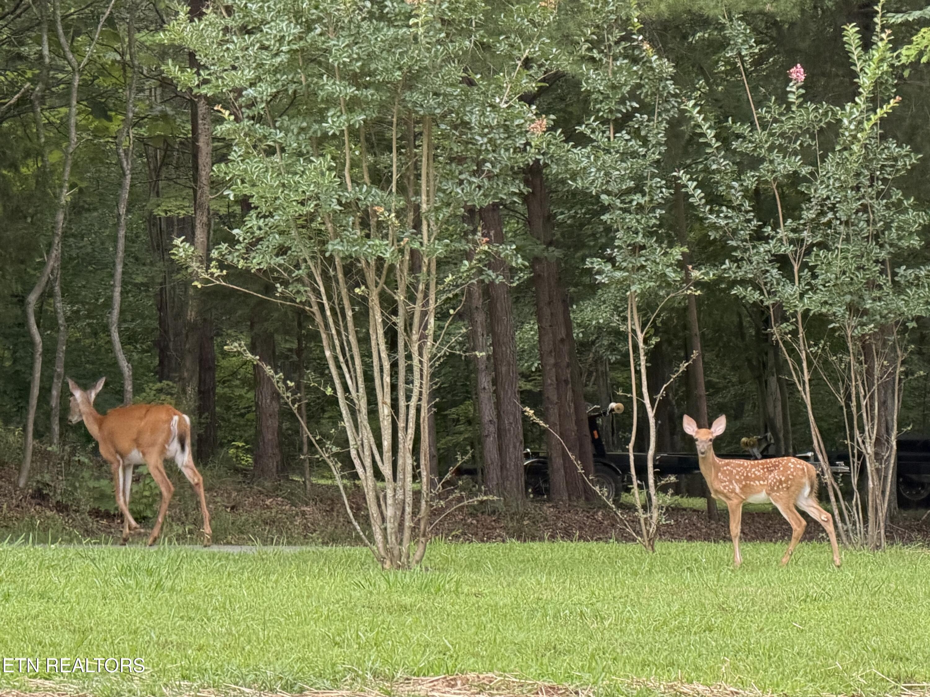 Hidden Oaks Road Rockwood TN 37854