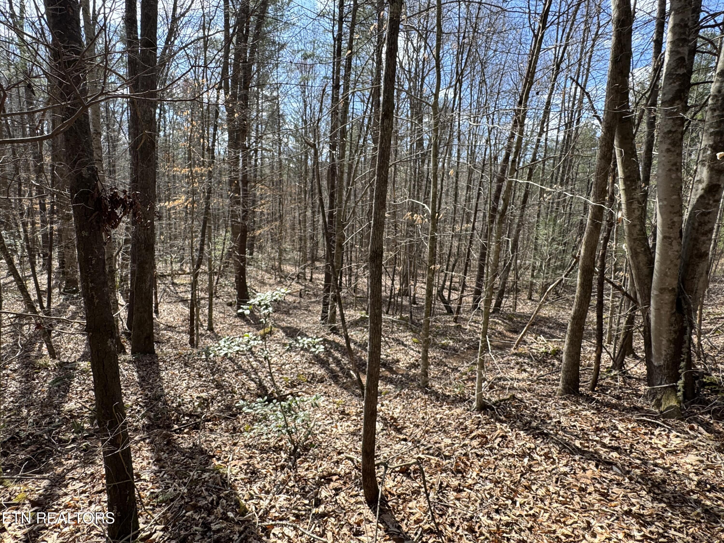 Cougar Trail Del Rio TN 37727